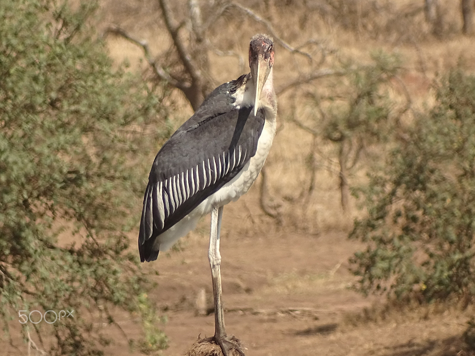 Sony 24-210mm F2.8-6.3 sample photo. Marabou stork standing tall, central serengeti photography