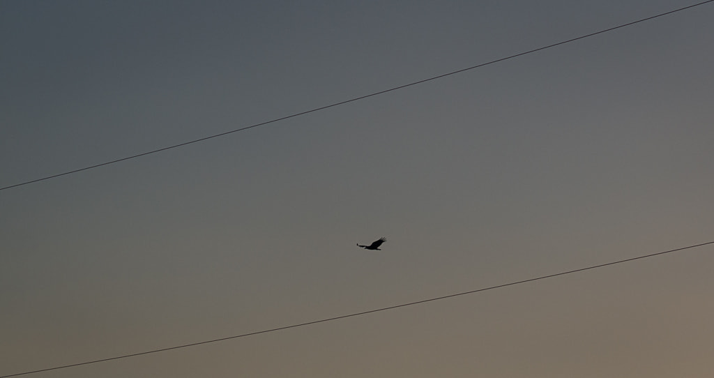 Olympus Zuiko Digital ED 70-300mm F4.0-5.6 sample photo