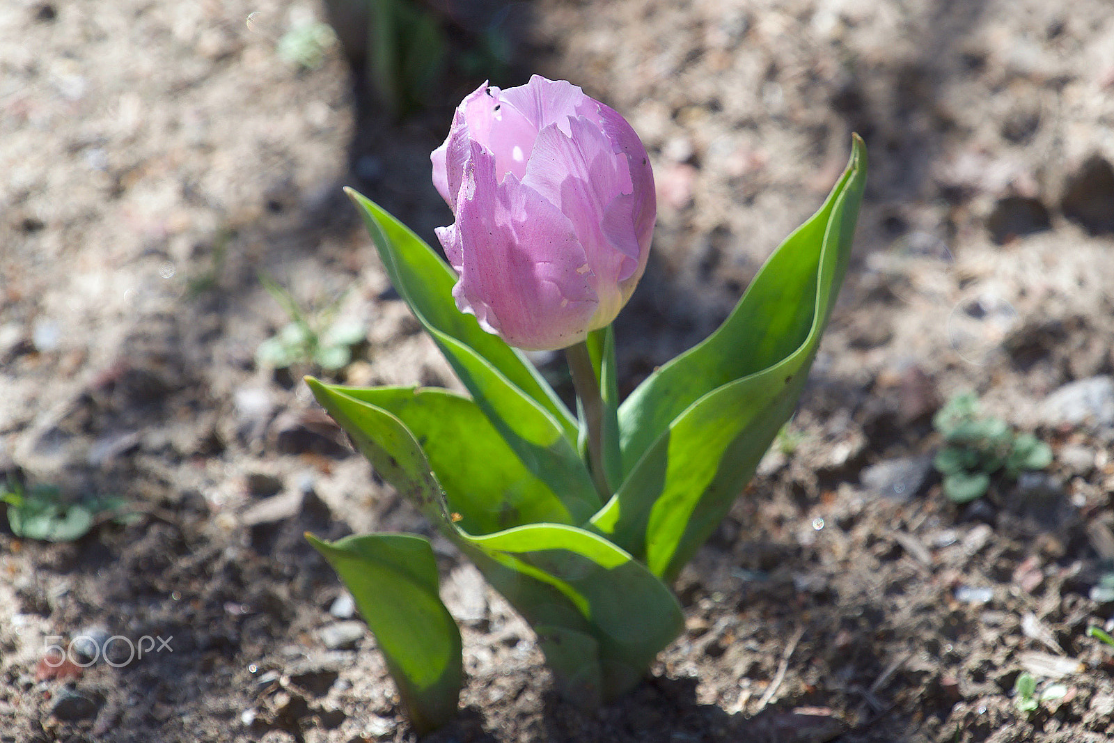 Sony a7S II + Sony FE 70-200mm F4 G OSS sample photo. Born yesterday photography