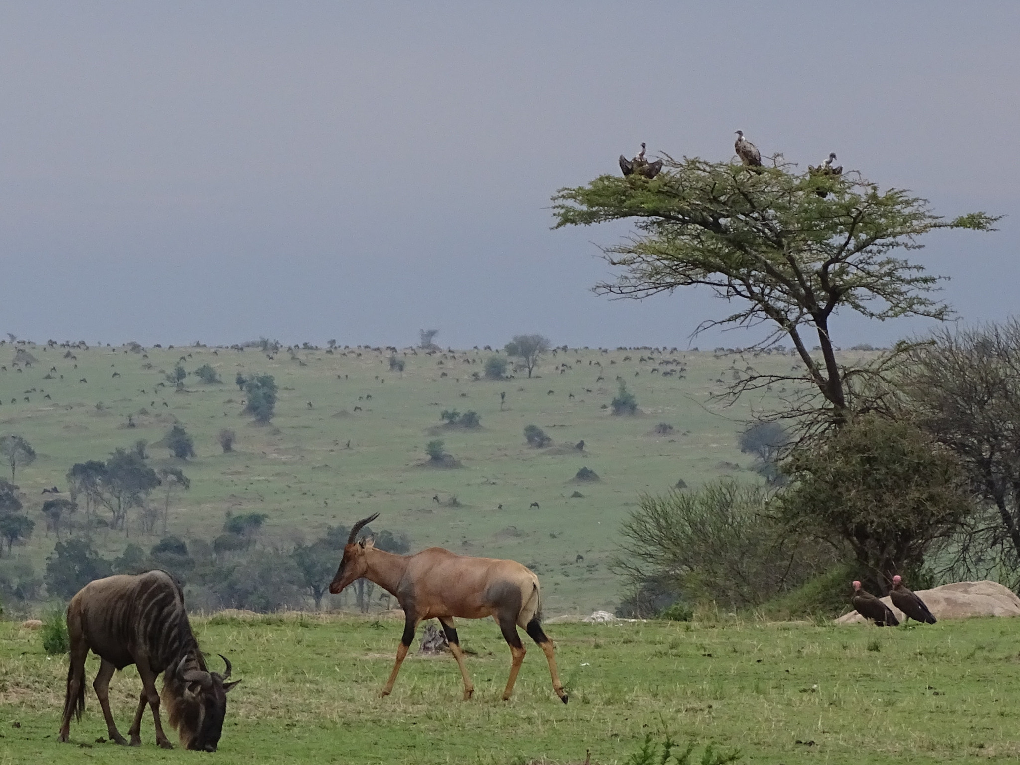 Sony 24-210mm F2.8-6.3 sample photo. Animals on landscape, northern serengeti photography