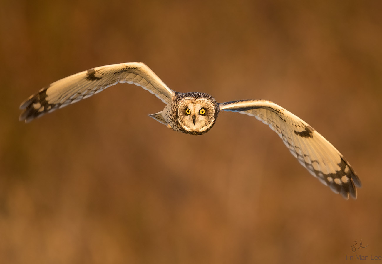 Canon EOS-1D X Mark II + Canon EF 600mm F4L IS II USM sample photo. Short-eared owl incoming photography