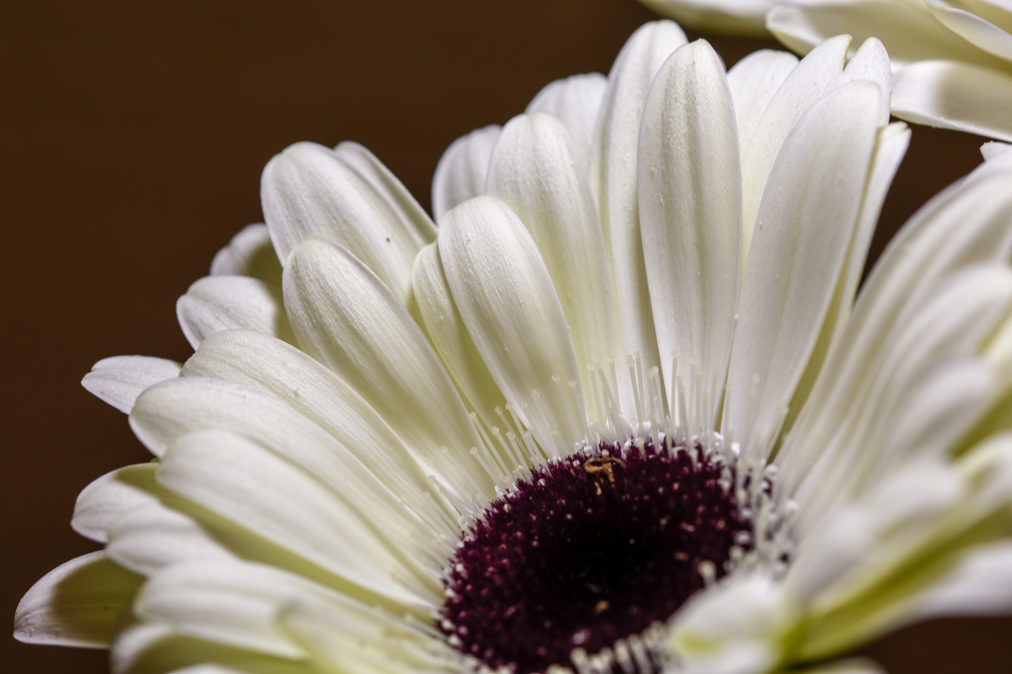 Sigma 105mm F2.8 EX DG OS HSM sample photo. Flower photography