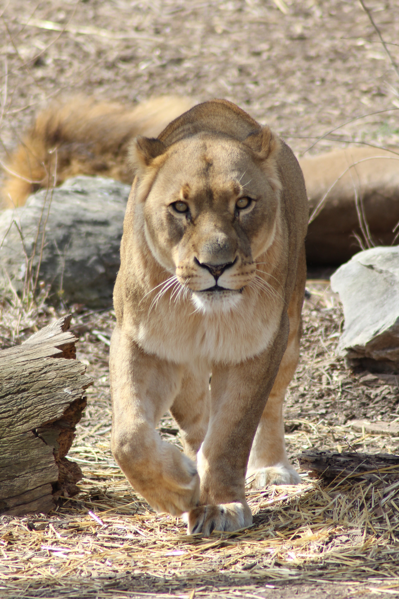 Canon EOS 60D sample photo. Lion photography