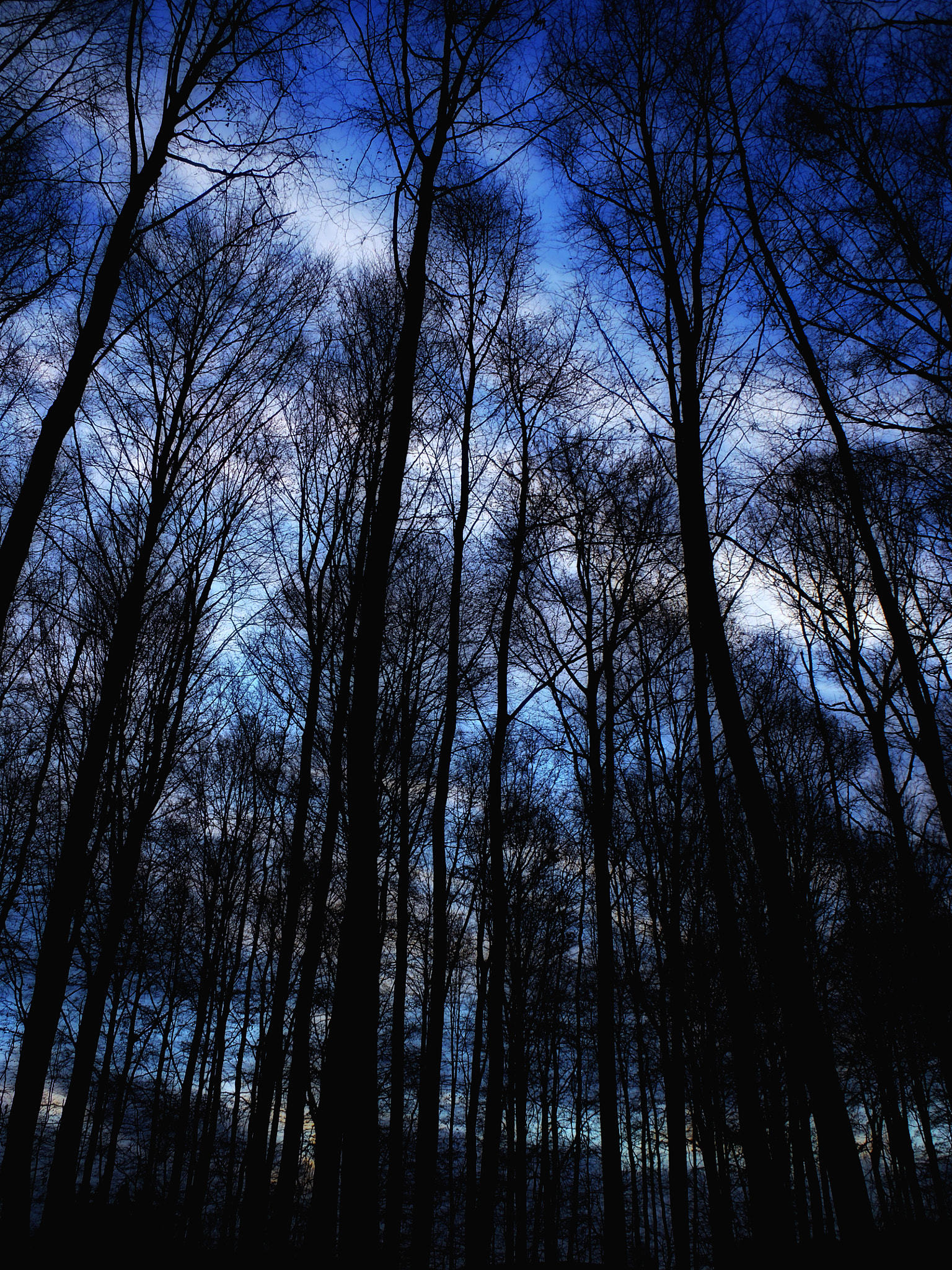 Olympus StylusTough-6020 sample photo. Forest silhouette photography