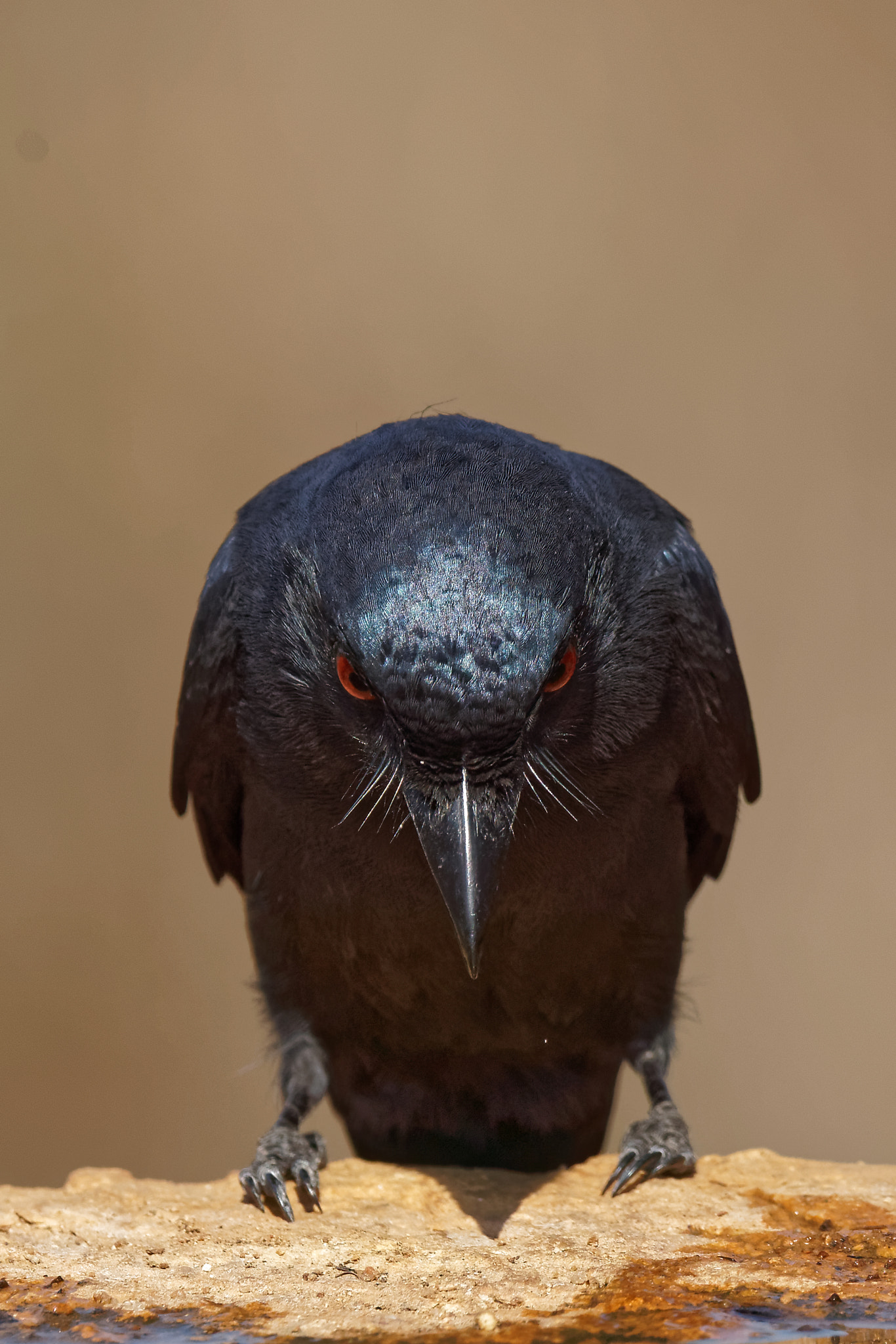Sony 500mm F4 G SSM sample photo. Headon photography