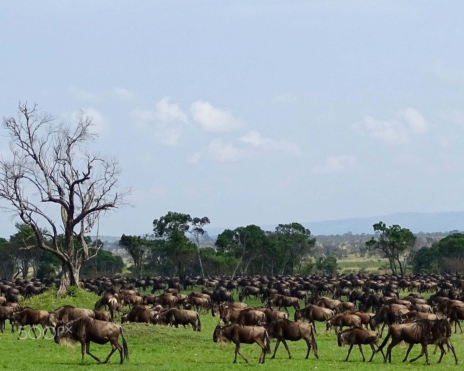 Sony 24-210mm F2.8-6.3 sample photo. Wildebeest - northern serengeti photography