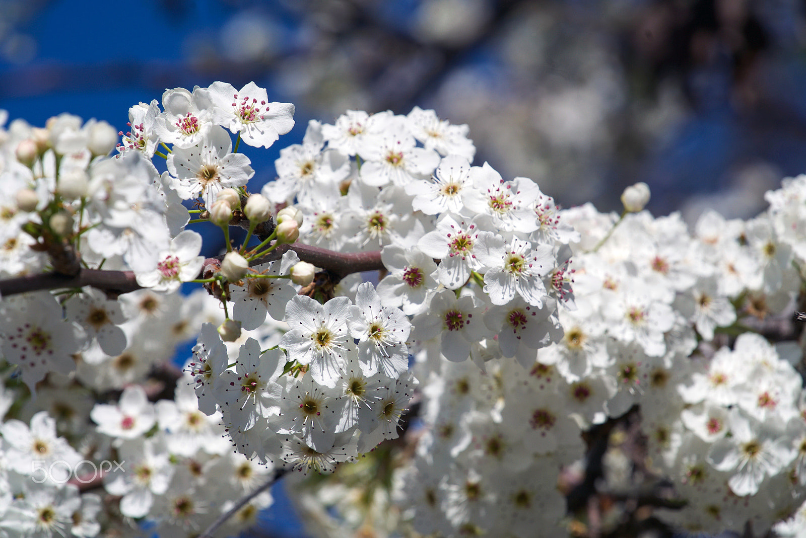 Sony FE 70-200mm F4 G OSS sample photo. My heart is banging against the steel photography