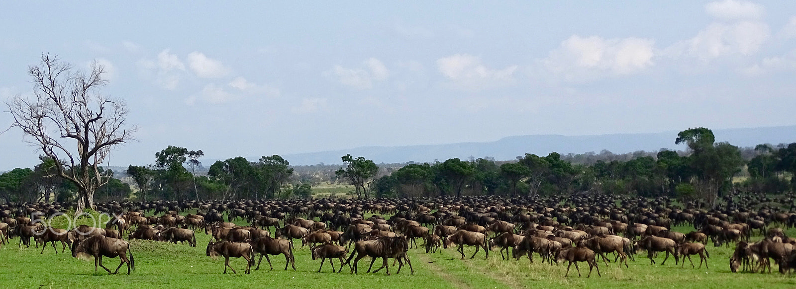 Sony 24-210mm F2.8-6.3 sample photo. Wildebeest - northern serengeti wide screen photography