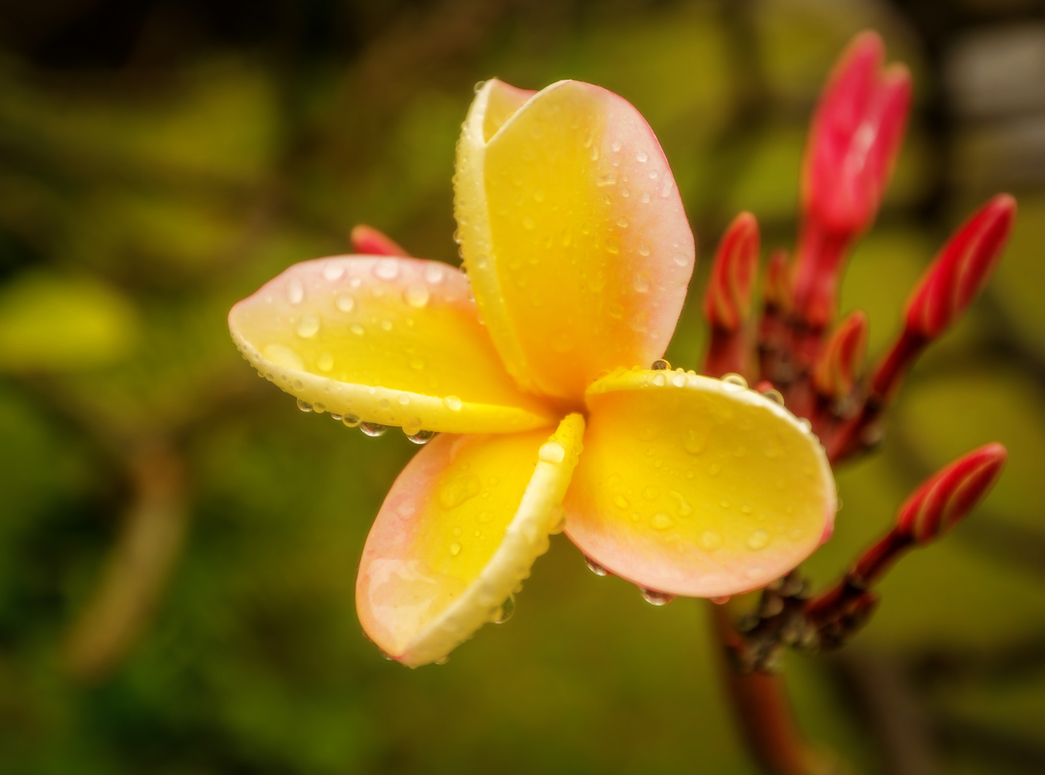 Canon EF 16-35mm F2.8L II USM sample photo. Plumeria photography