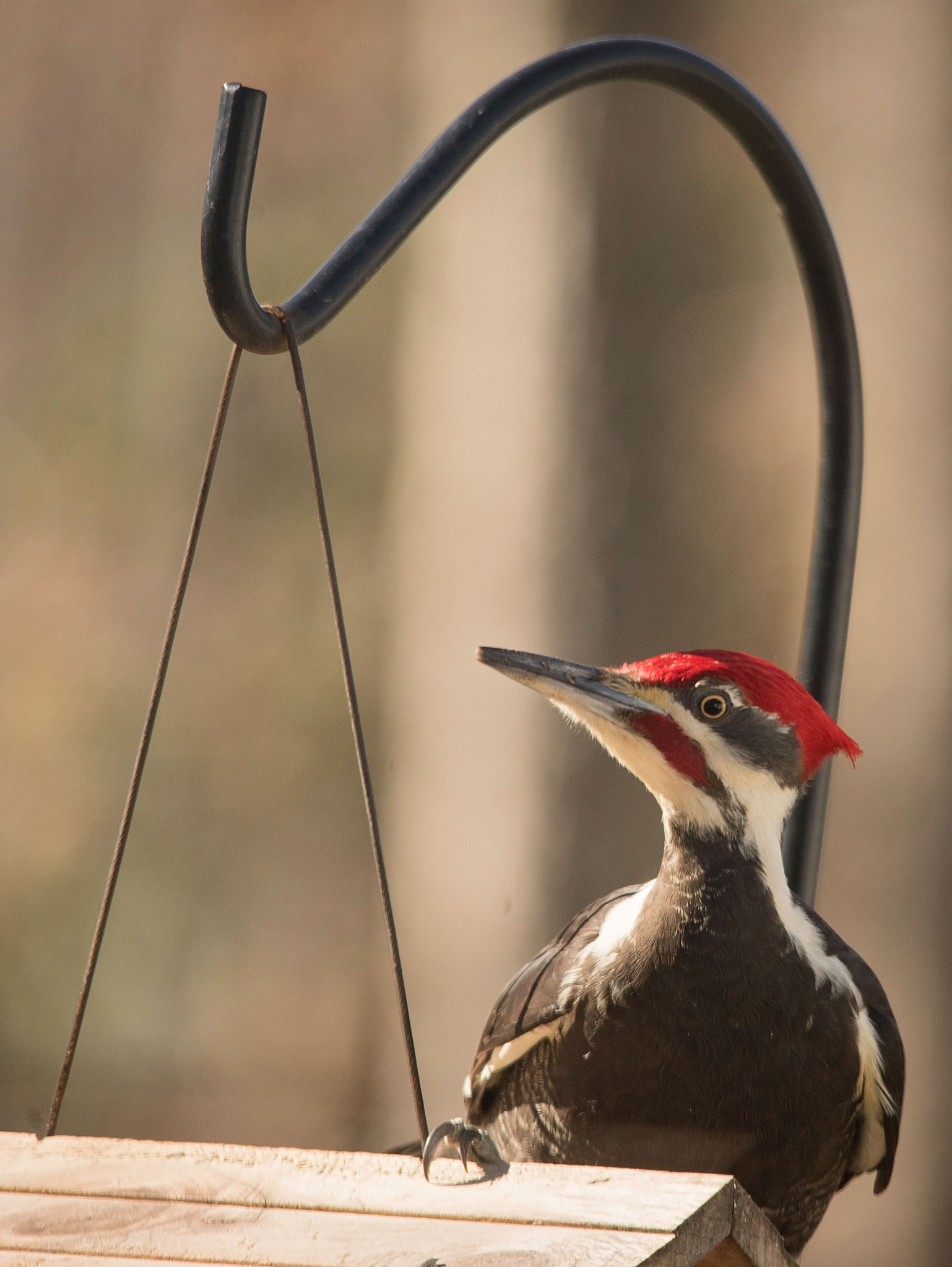 Nikon D750 + Sigma 150-500mm F5-6.3 DG OS HSM sample photo. Pileated visit photography