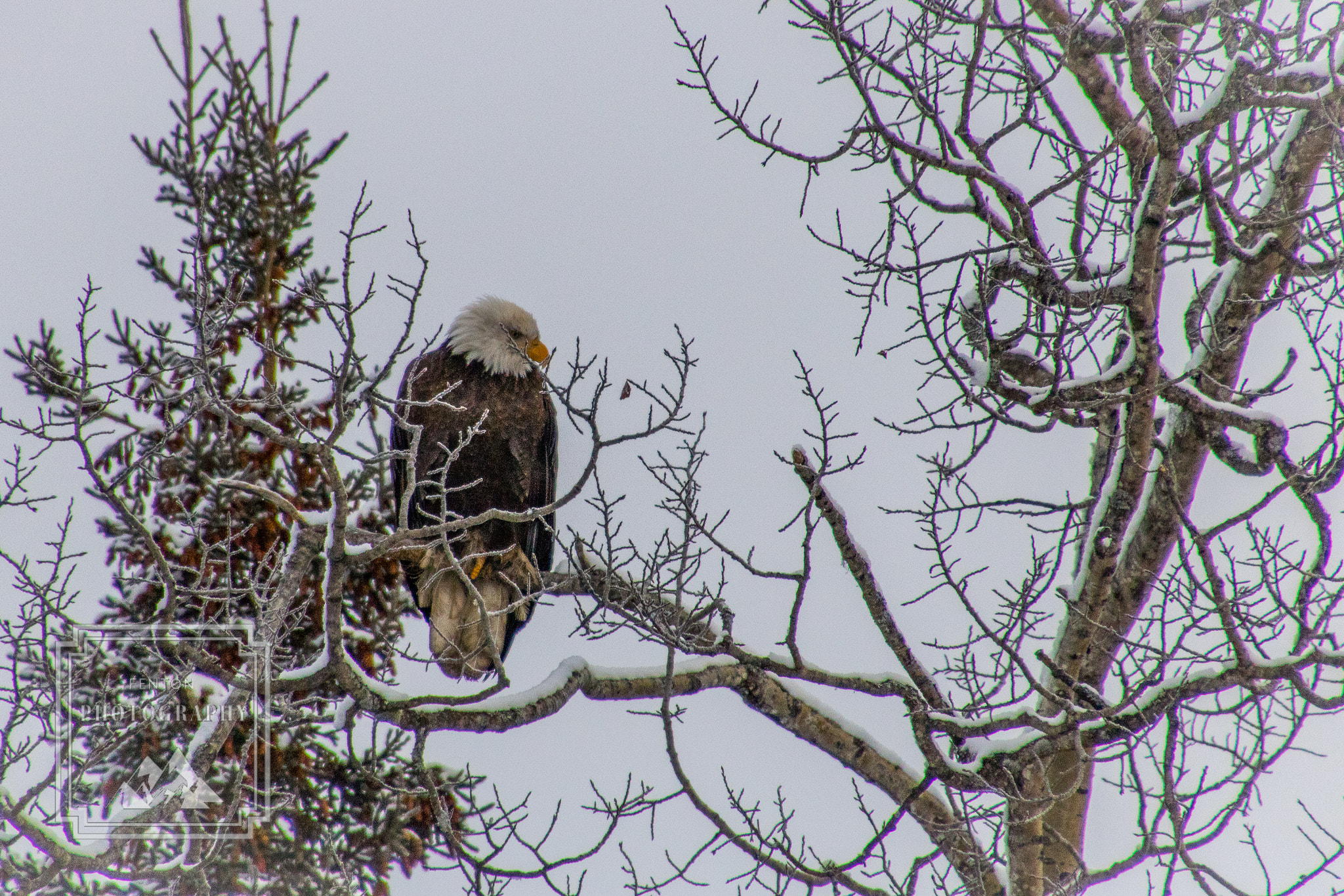 Canon EOS 760D (EOS Rebel T6s / EOS 8000D) sample photo. Bird on a branch photography