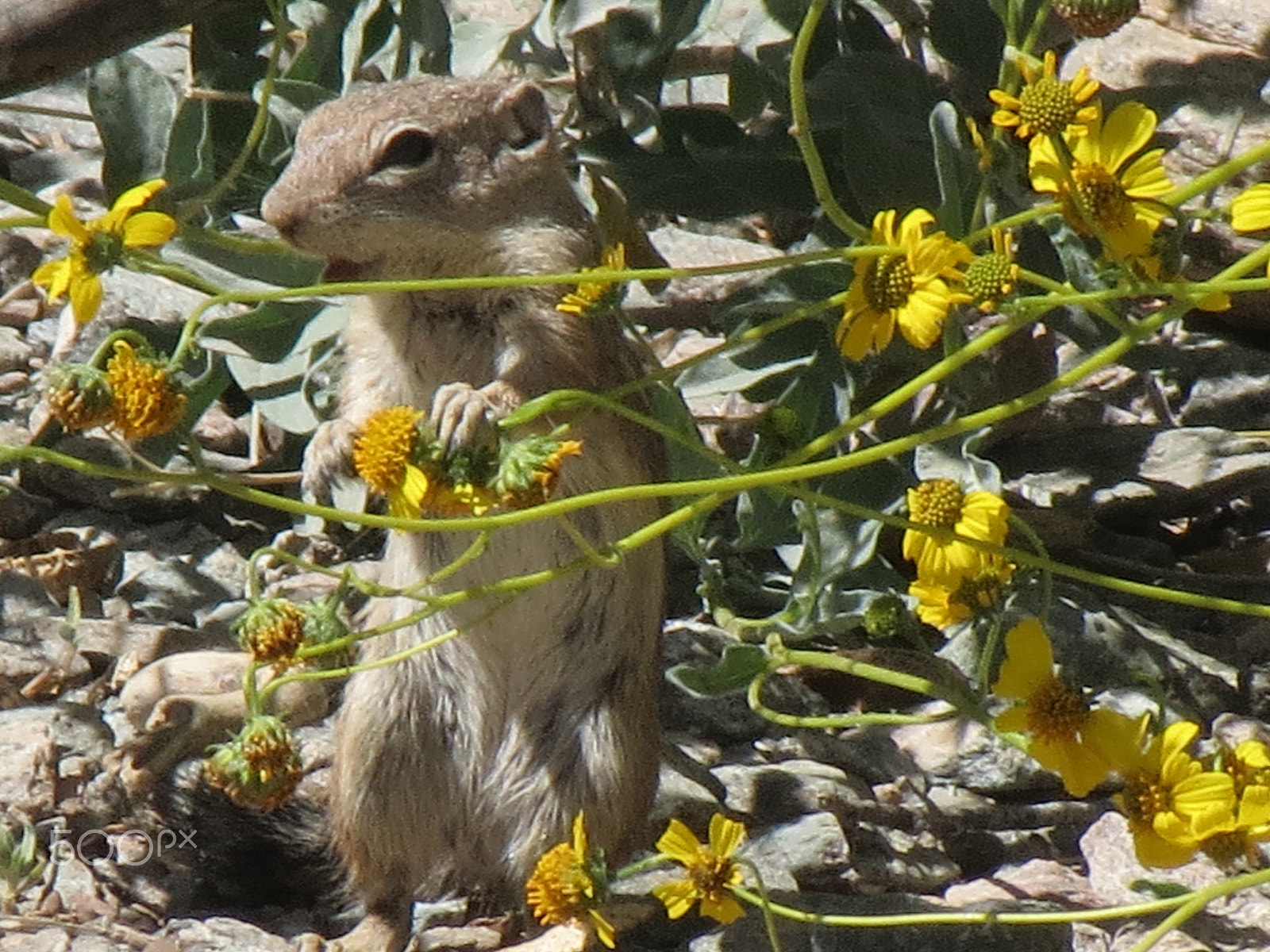 Canon PowerShot ELPH 530 HS (IXUS 510 HS / IXY 1) sample photo. Squirrel photography