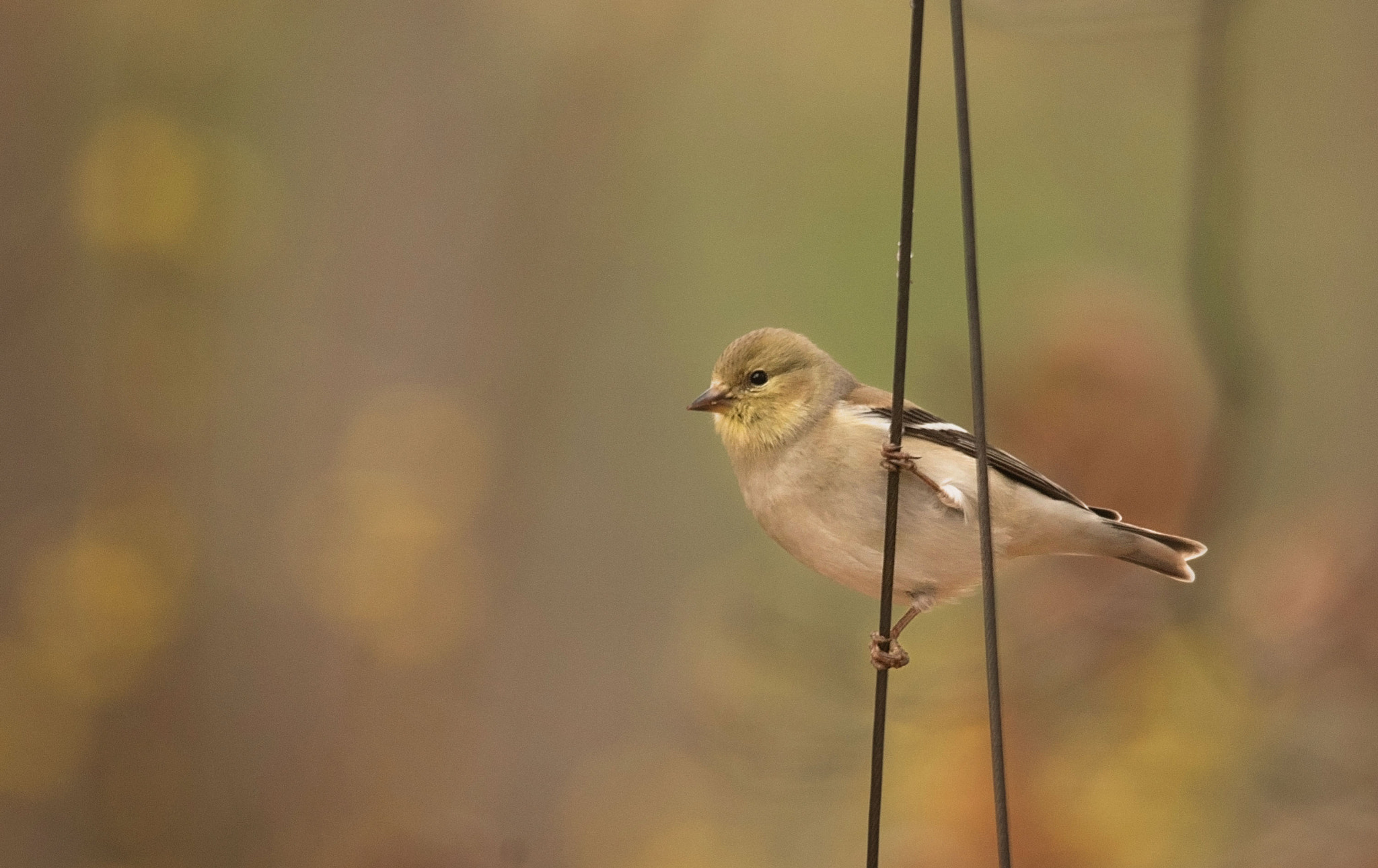 Nikon D750 + Sigma 150-500mm F5-6.3 DG OS HSM sample photo. Gold finch photography