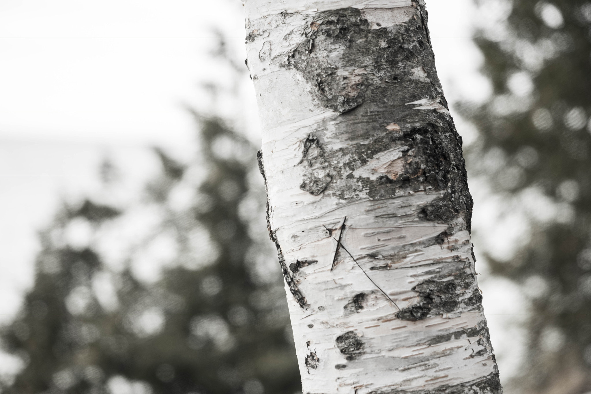 Sony a7 II + Sony FE 90mm F2.8 Macro G OSS sample photo. Xo photography