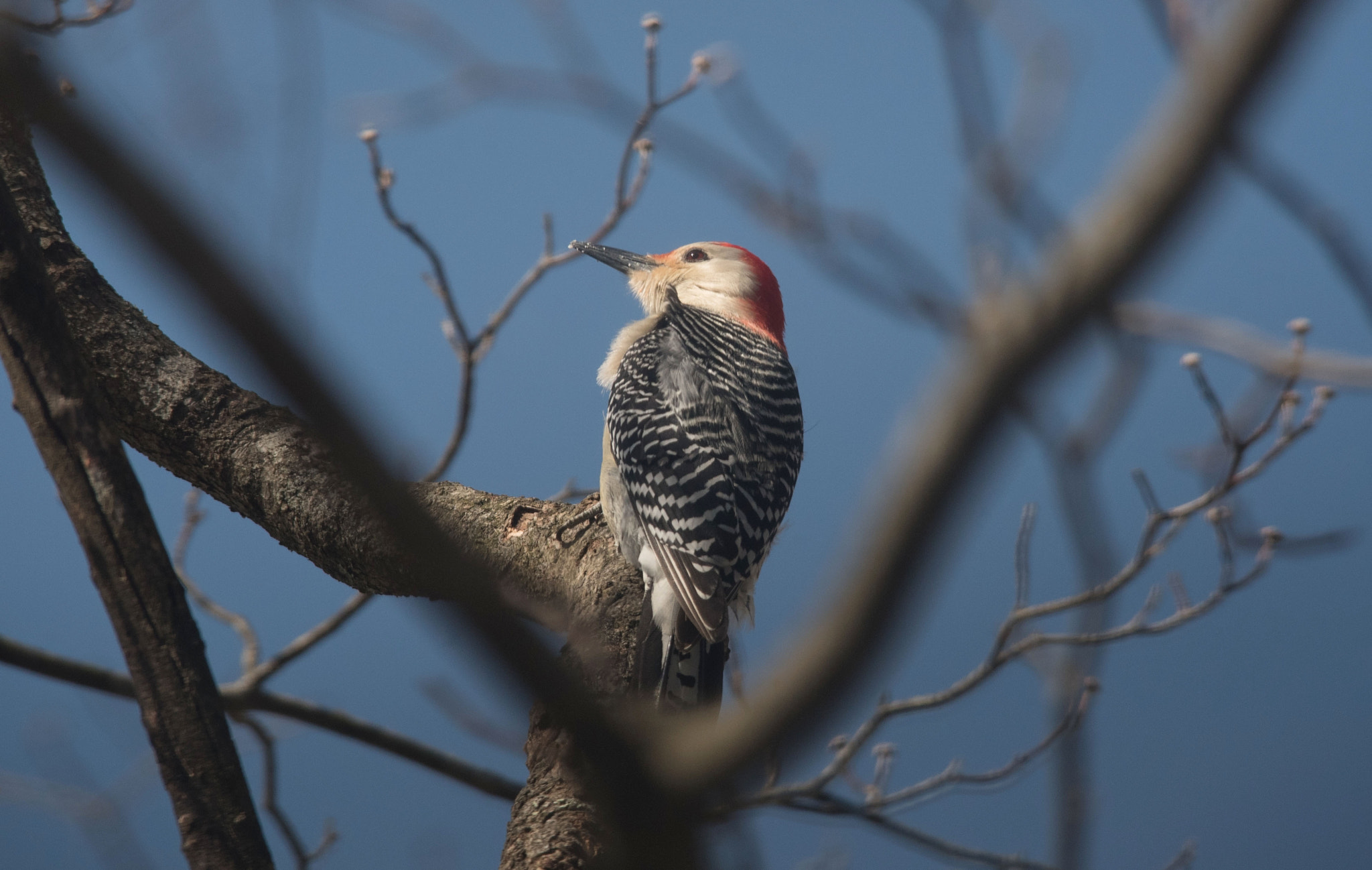Nikon D750 + Sigma 150-500mm F5-6.3 DG OS HSM sample photo. Red bellied woodpecker photography