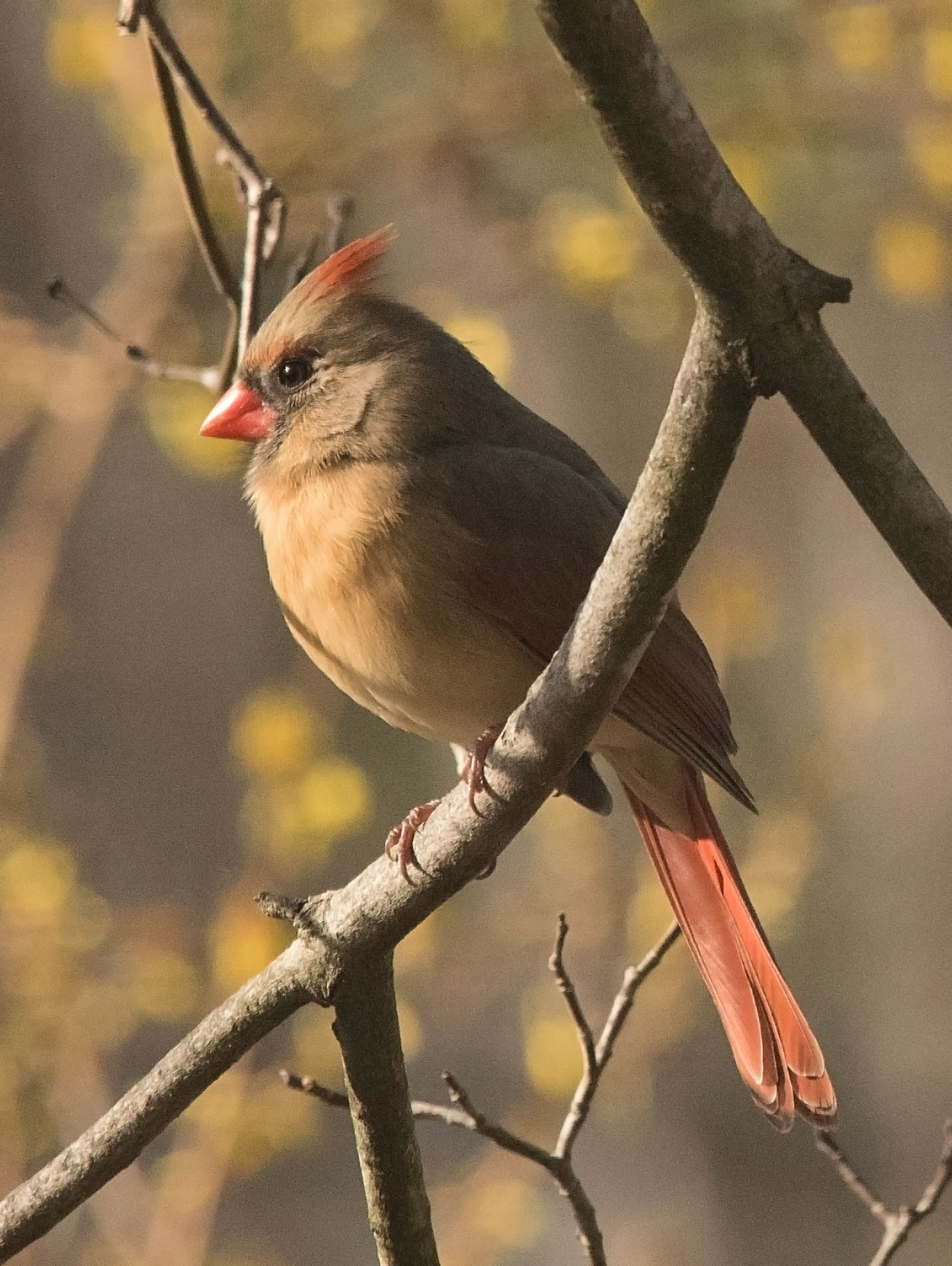 Nikon D750 + Sigma 150-500mm F5-6.3 DG OS HSM sample photo. Female cardinal photography