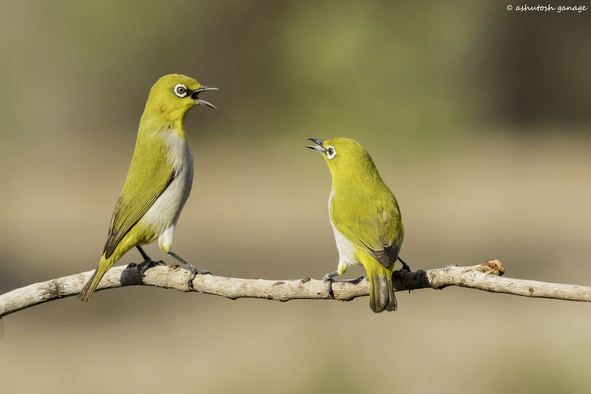 Canon EF 300mm F4L IS USM sample photo. Oriental white eye photography
