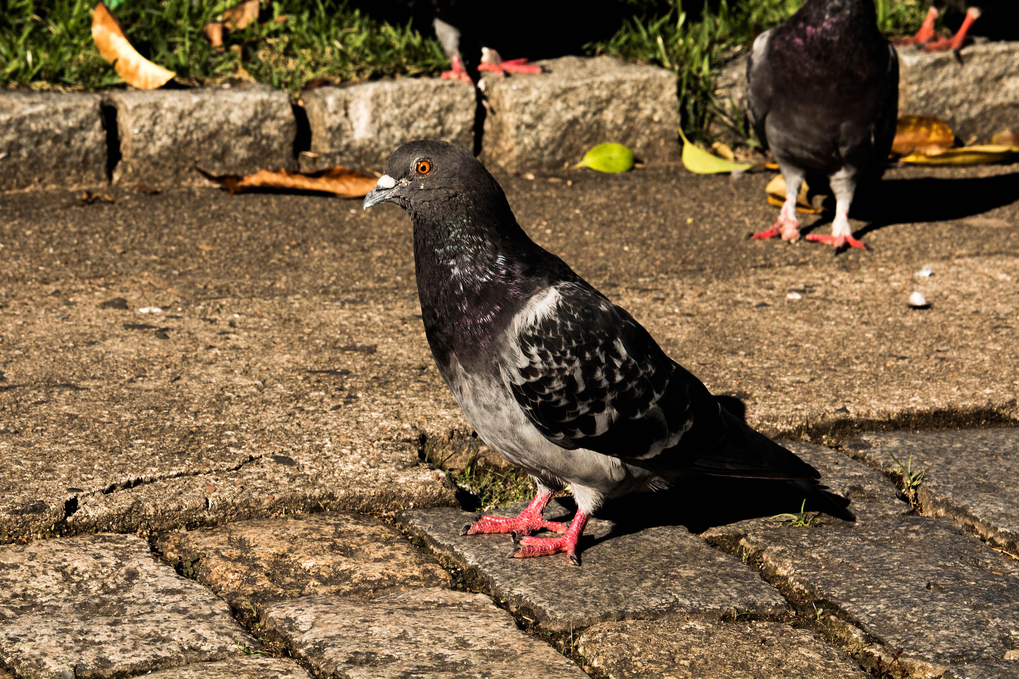 Canon EF-S 55-250mm F4-5.6 IS STM sample photo. Pombo-correio photography