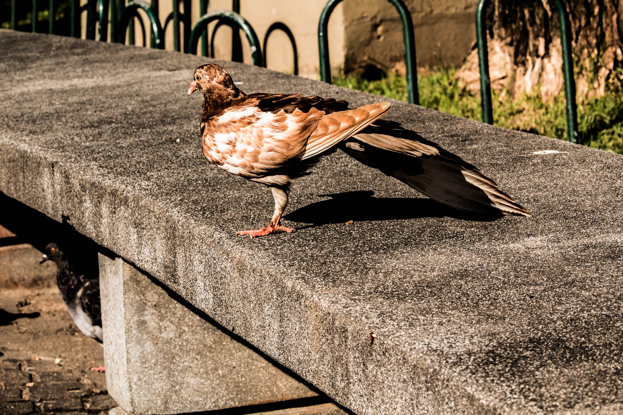 Canon EF-S 55-250mm F4-5.6 IS STM sample photo. Pombo-correio photography