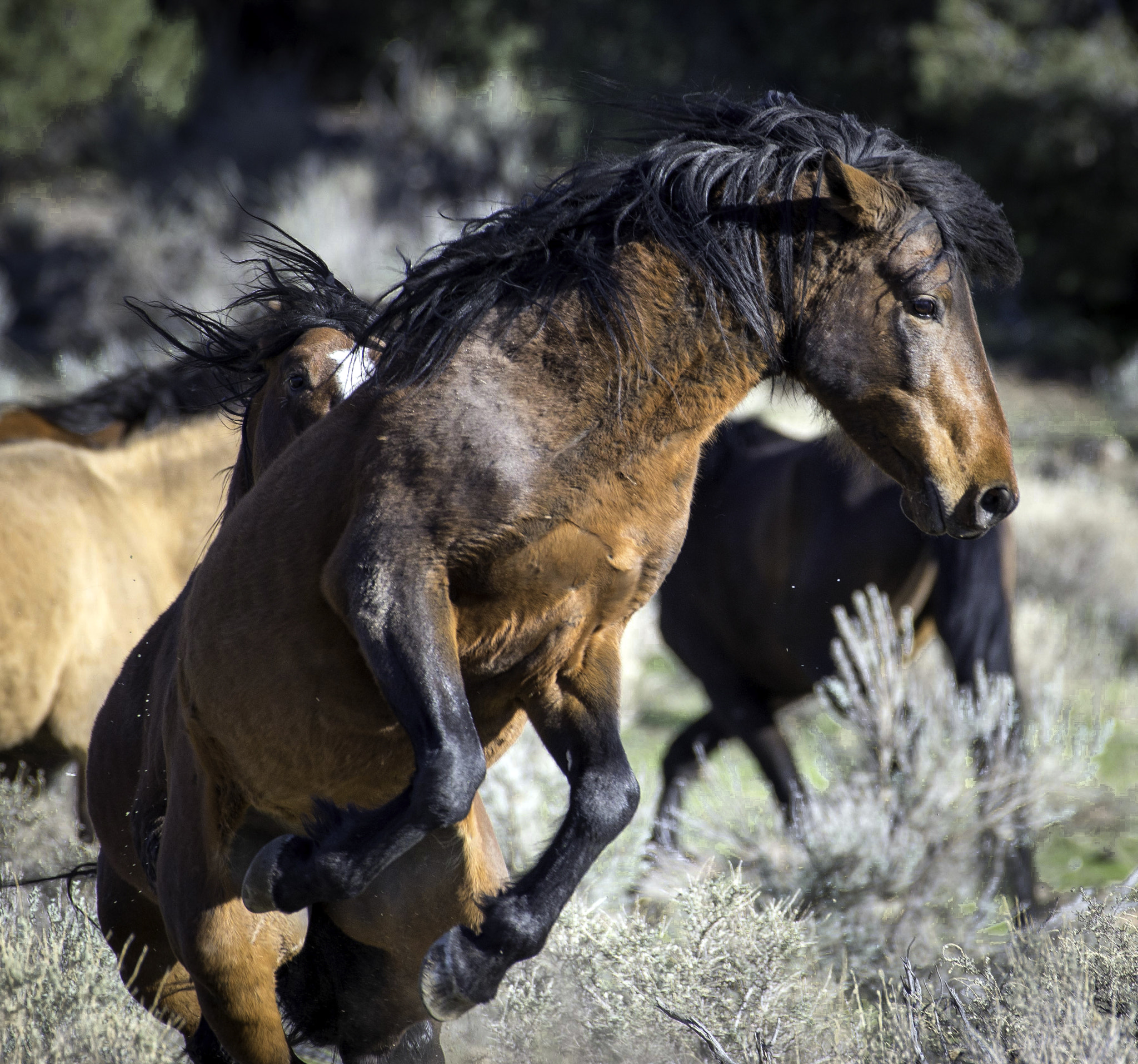 Nikon AF-S Nikkor 200-500mm F5.6E ED VR sample photo. Springtime mustangs photography