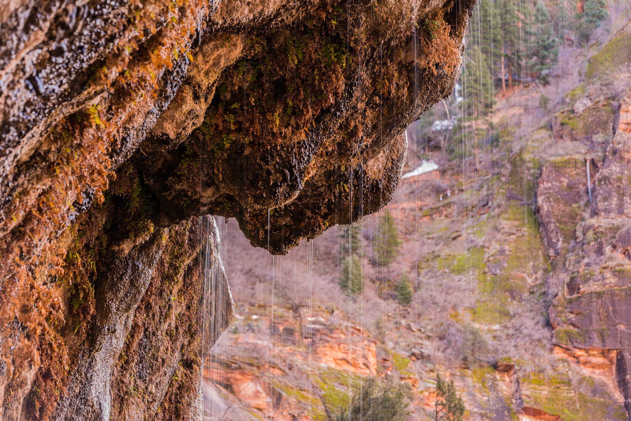 Nikon D800 + Sigma 150mm F2.8 EX DG Macro HSM sample photo. Inside the weeping rock photography