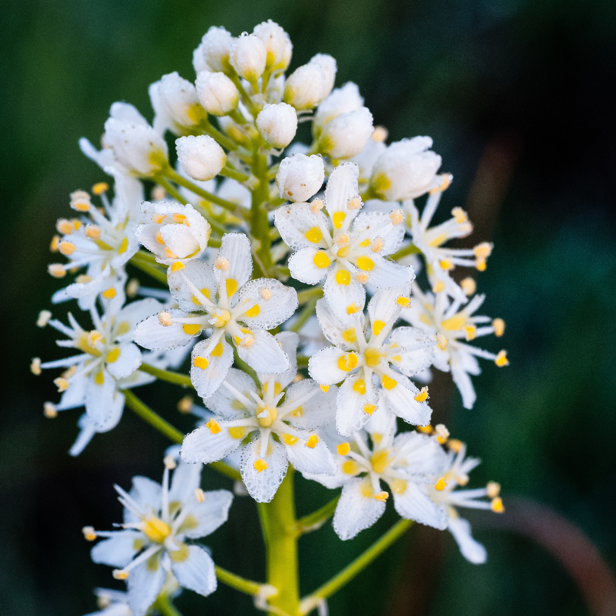 Nikon D300S + Sigma 70mm F2.8 EX DG Macro sample photo. Dew on nuttall's death camass photography