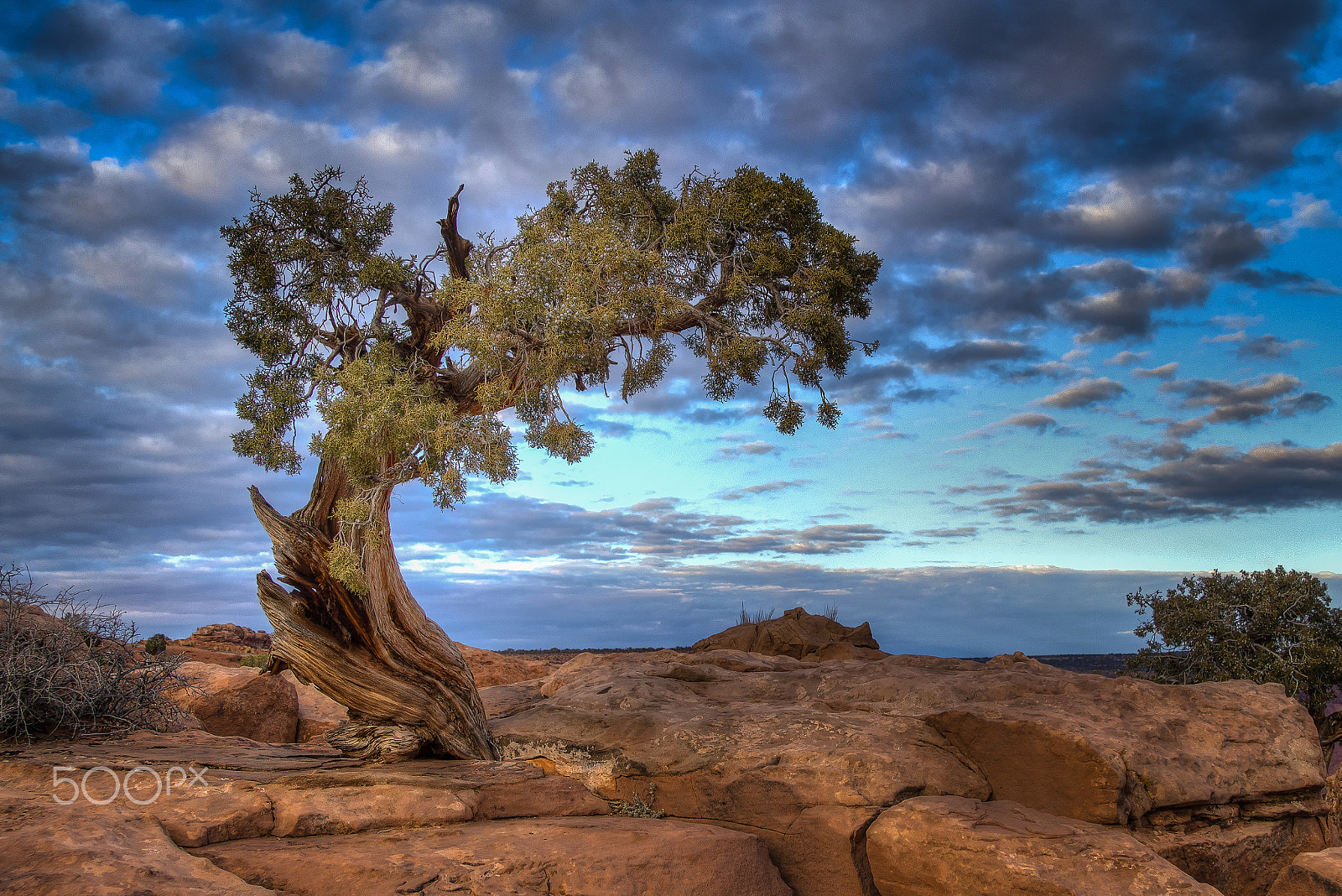 Canon EF-S 17-85mm F4-5.6 IS USM sample photo. Desert sentinel photography
