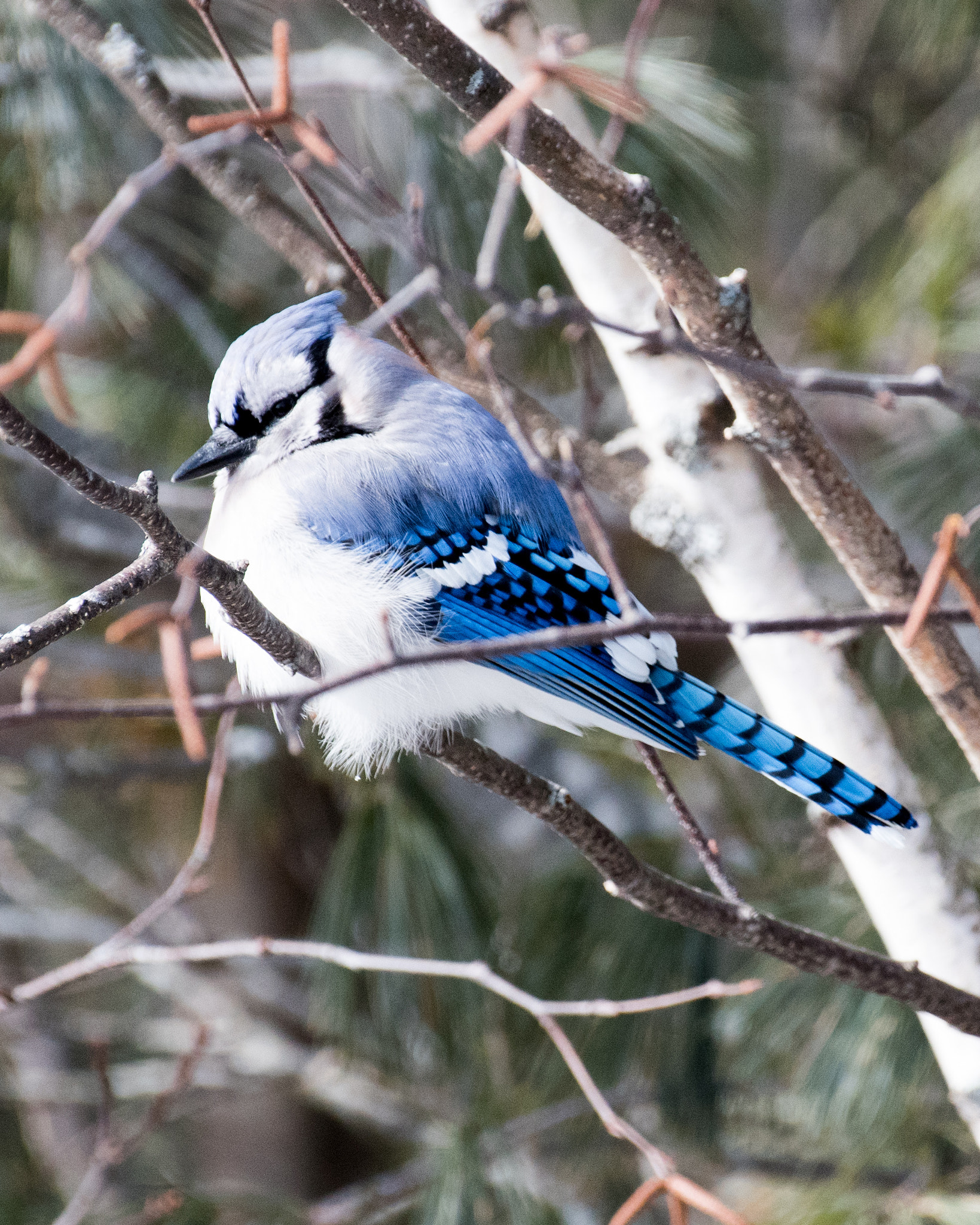 Nikon AF-S Nikkor 200-500mm F5.6E ED VR sample photo. Blue jay photography