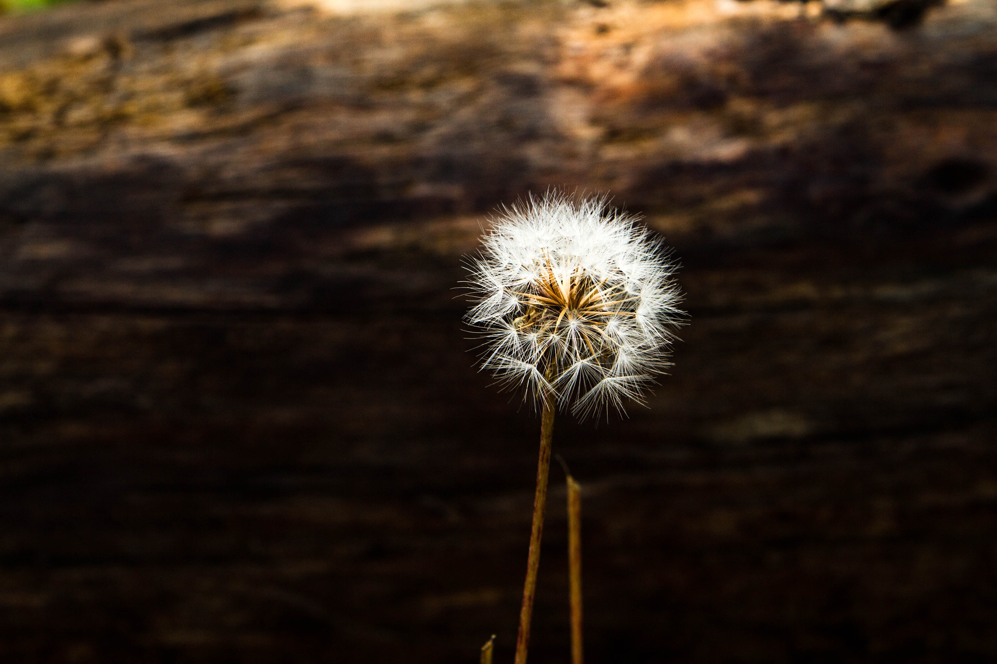 Canon EF 70-200mm F2.8L IS USM sample photo. Grateful photography