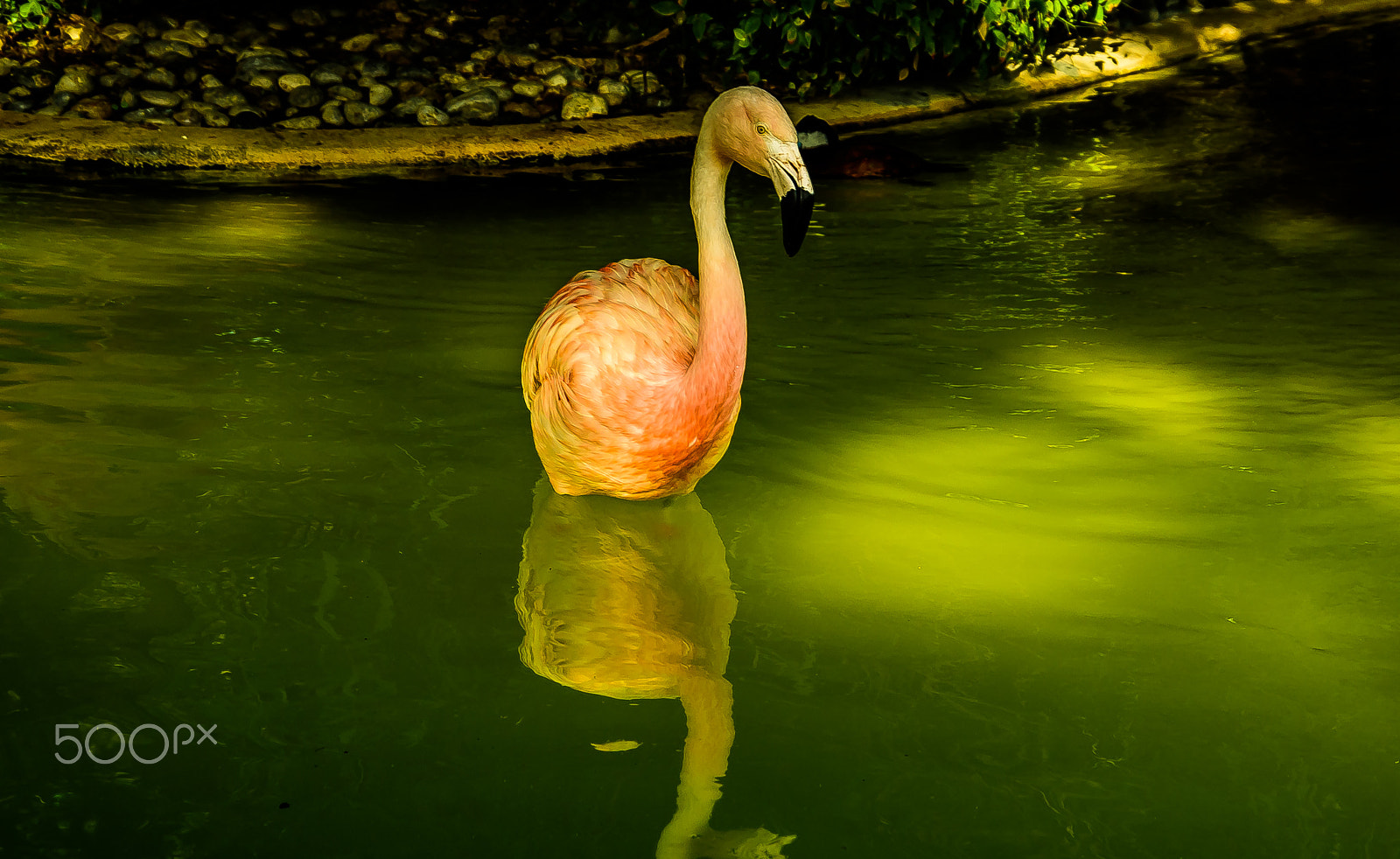 Nikon D810 sample photo. I reflect well in water !! photography