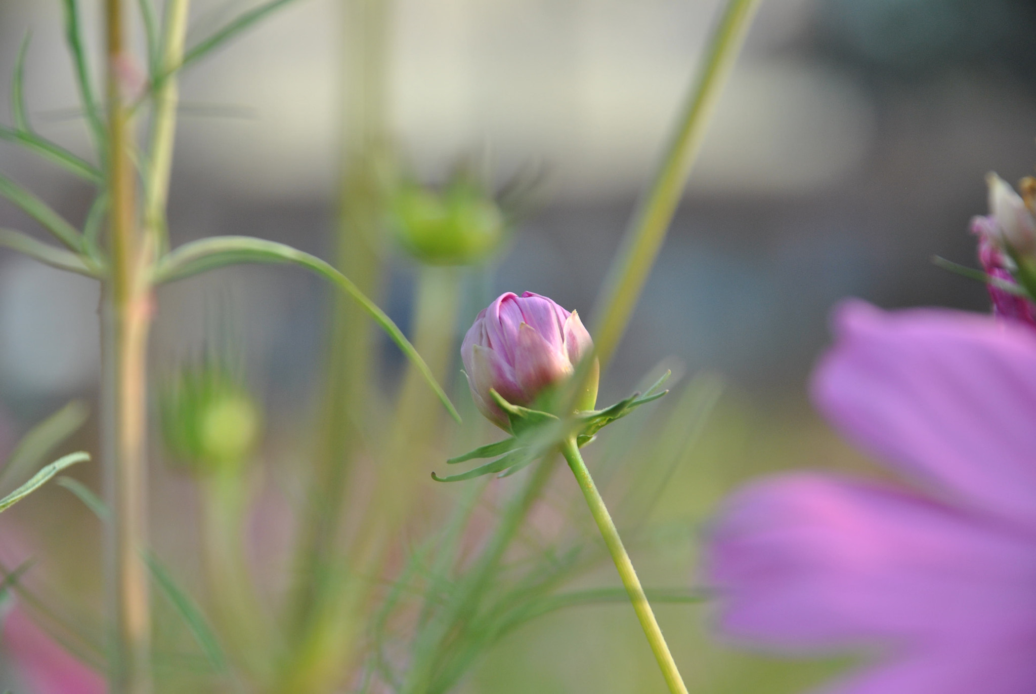 Nikon D3000 sample photo. The bud photography
