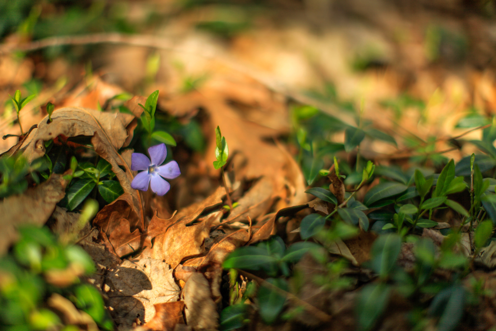 Canon EF 50mm F1.2L USM sample photo. Spring photography