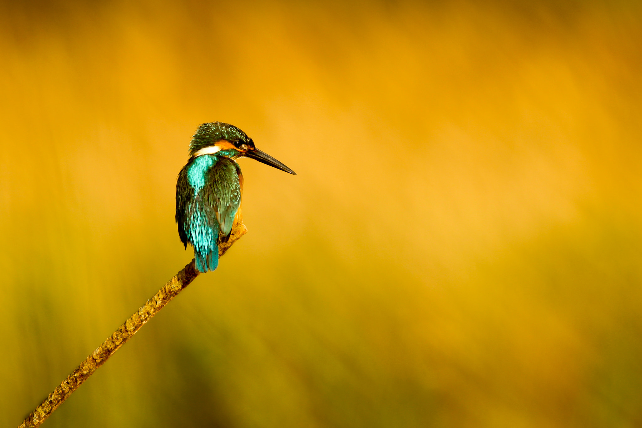 Canon EF 400mm F5.6L USM sample photo. On fire! photography