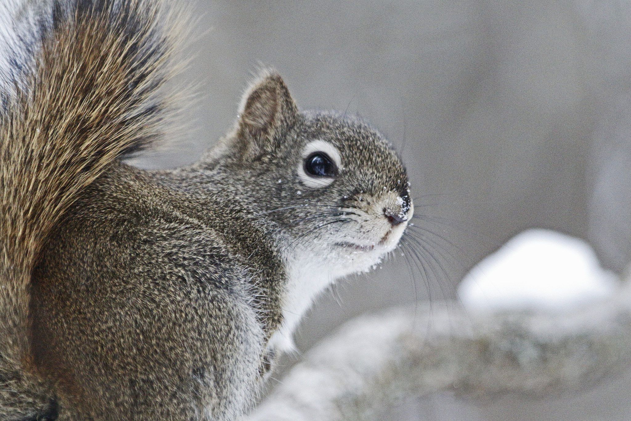 Canon EOS 7D Mark II + Canon EF 70-200mm F2.8L IS II USM sample photo. A squirrel and a pine sisken photography