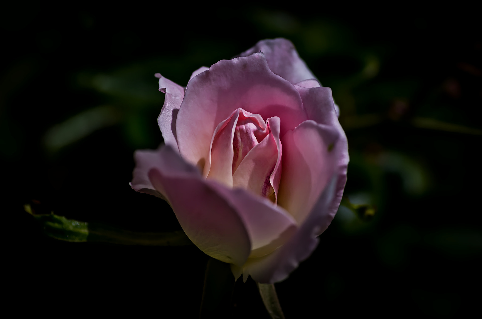 Pentax K-50 sample photo. Baby rose  photography