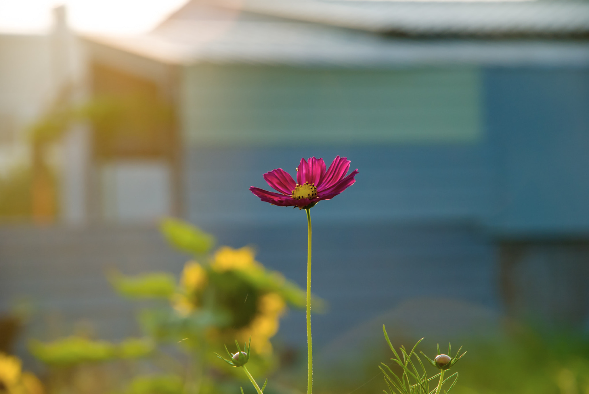 Nikon D3000 sample photo. Bloom photography