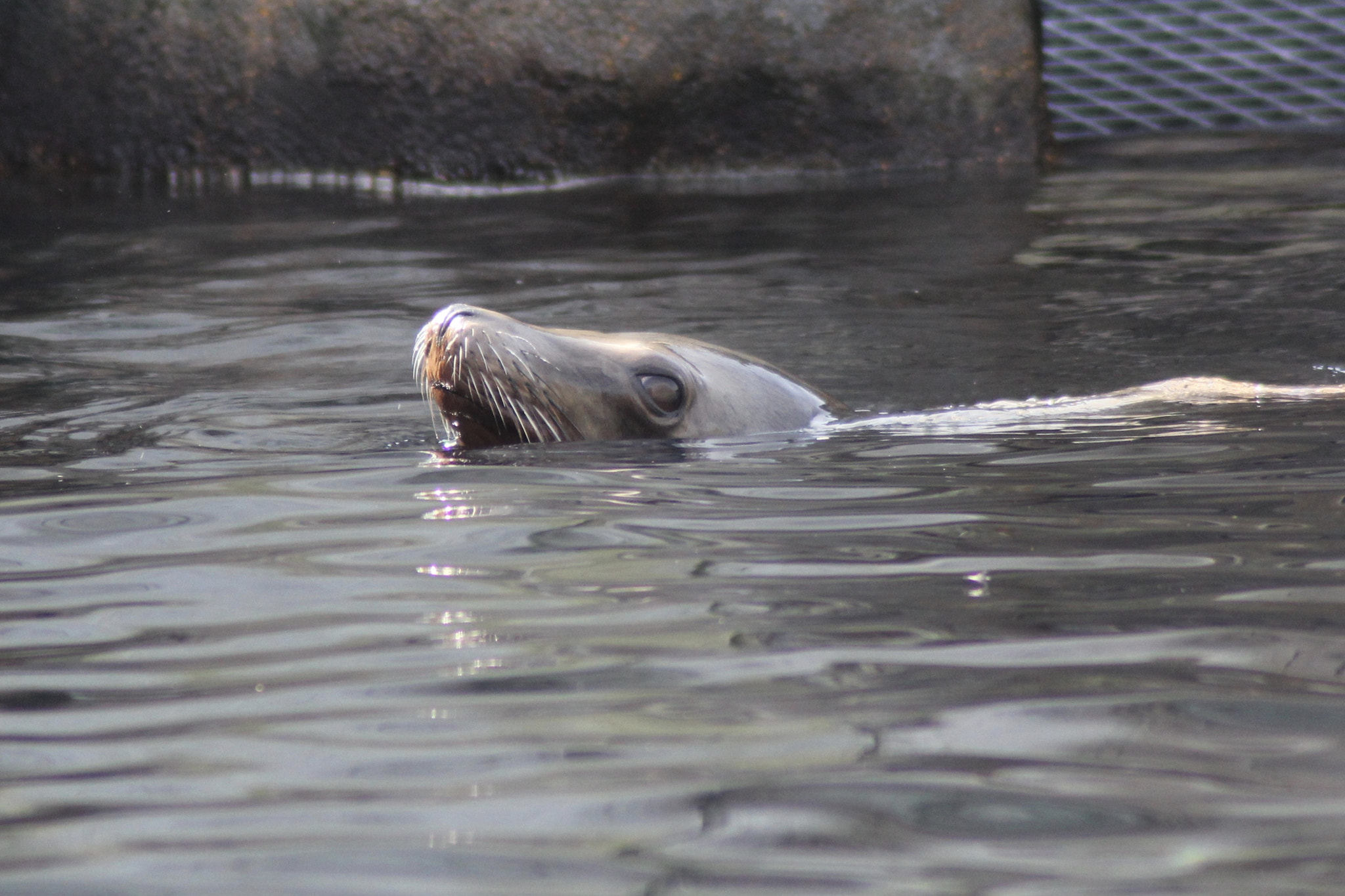 Canon EOS 60D sample photo. Sea lion photography
