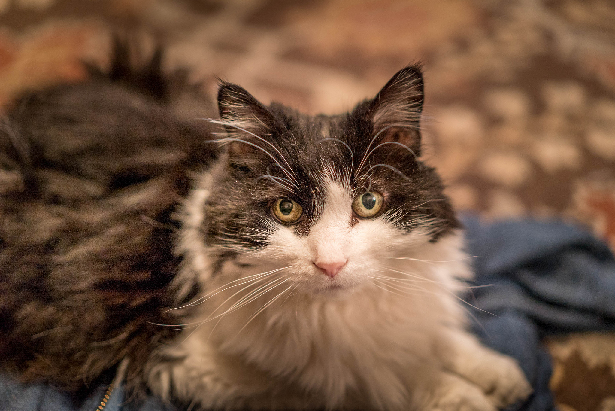 Sony a7S II + Sony Sonnar T* FE 55mm F1.8 ZA sample photo. Best cat ever photography