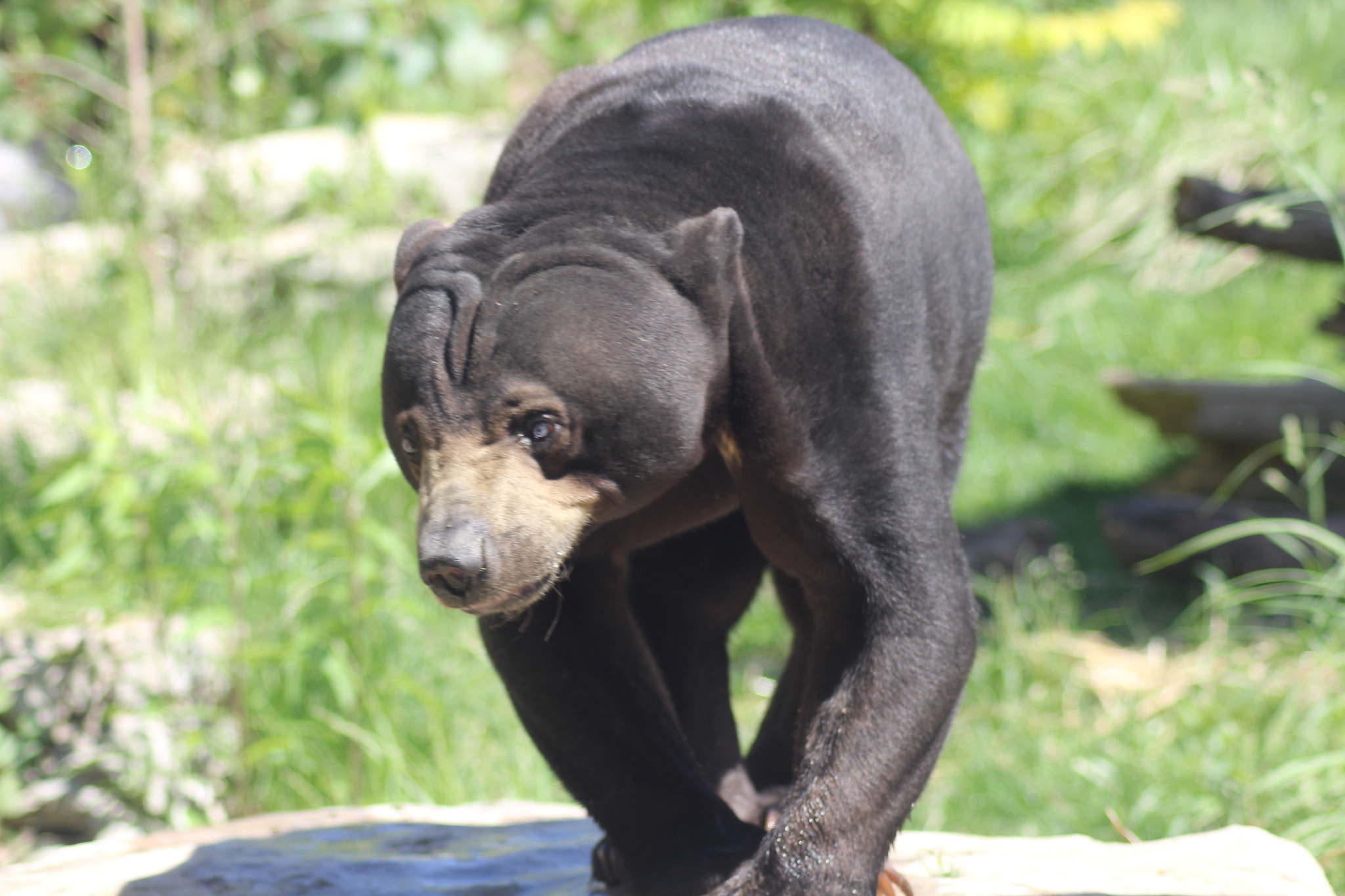 Canon EOS 60D sample photo. Bear photography