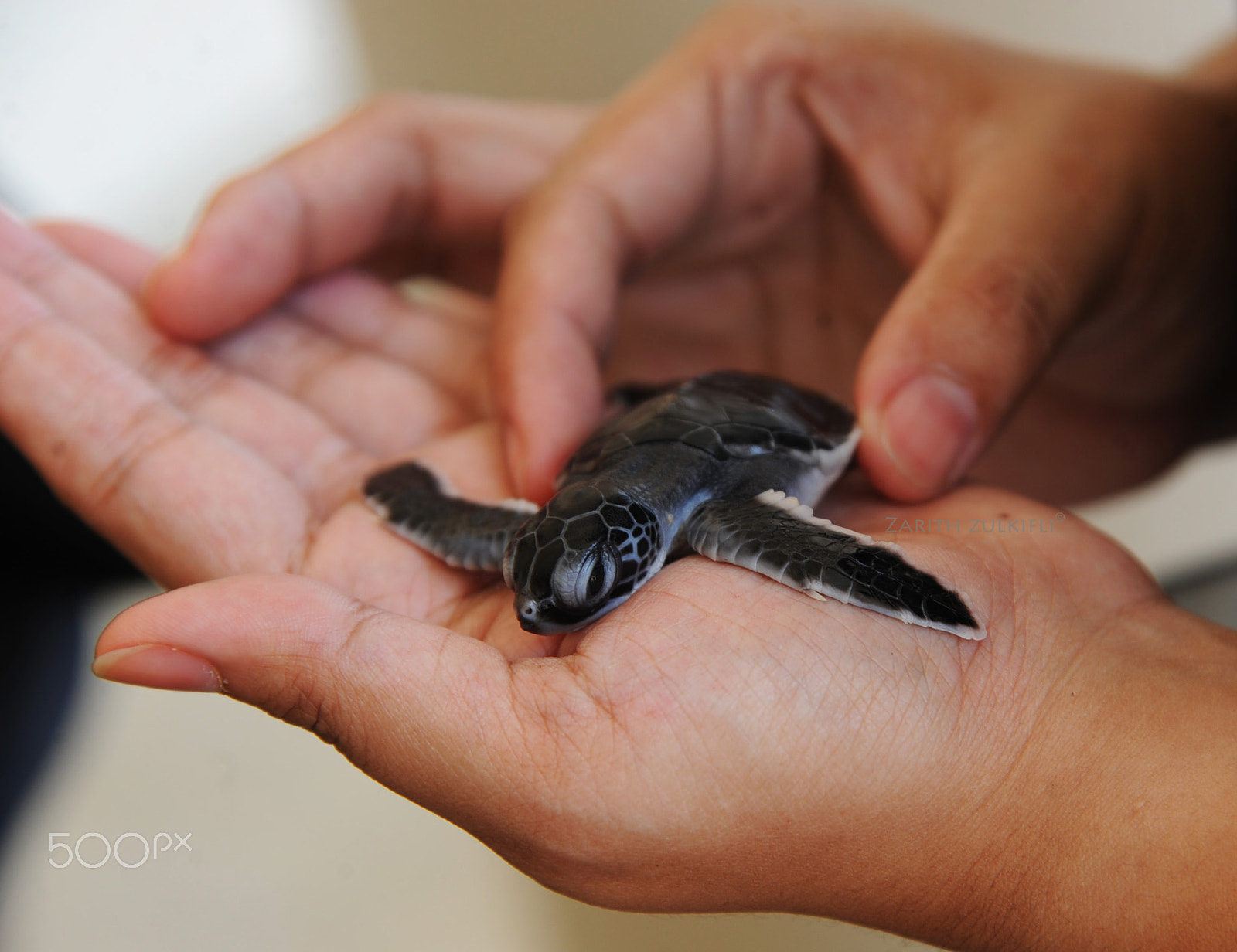 Nikon D3 sample photo. Baby turtle photography