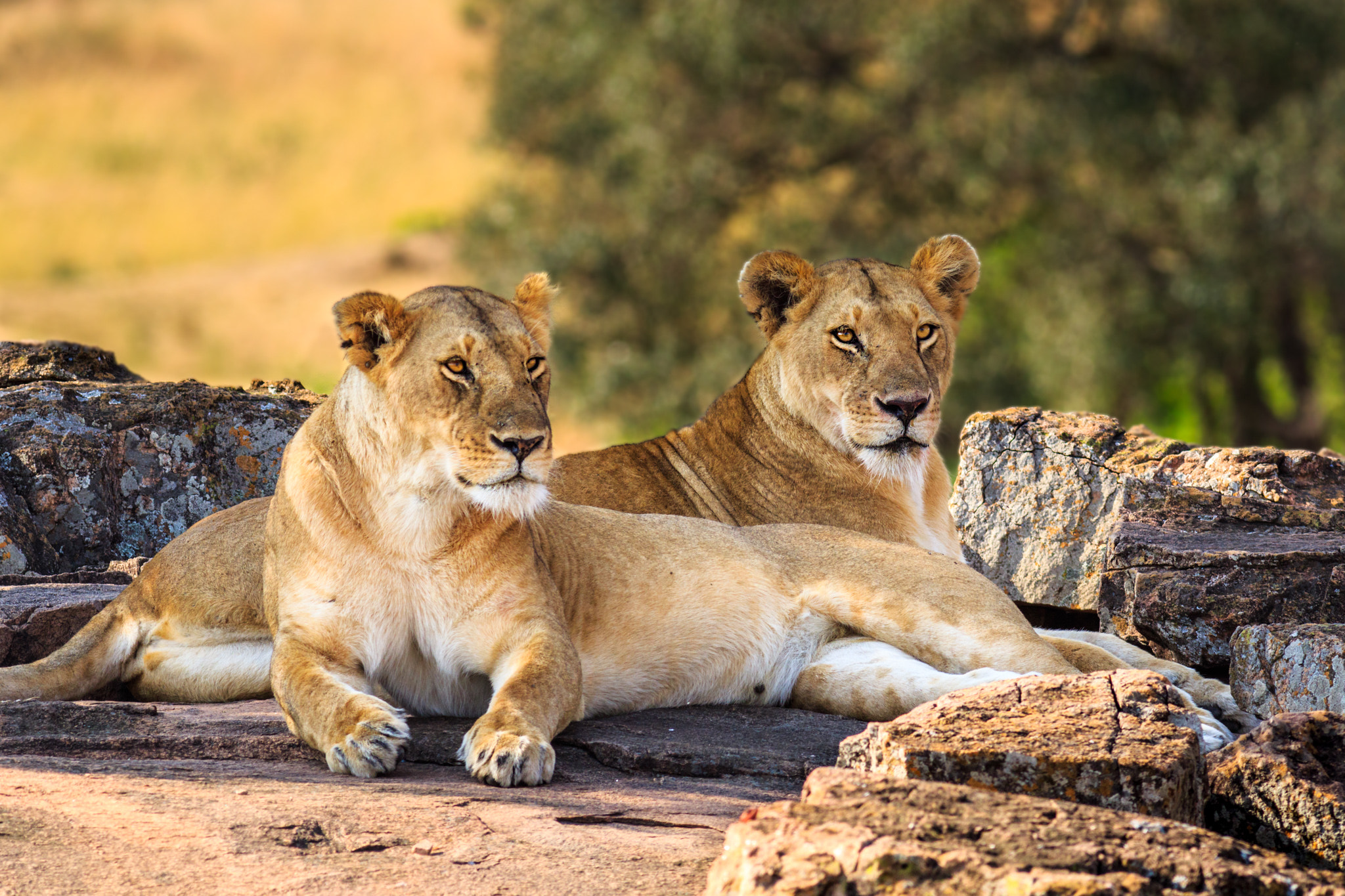 Canon EF 400mm F5.6L USM sample photo. Side by side photography