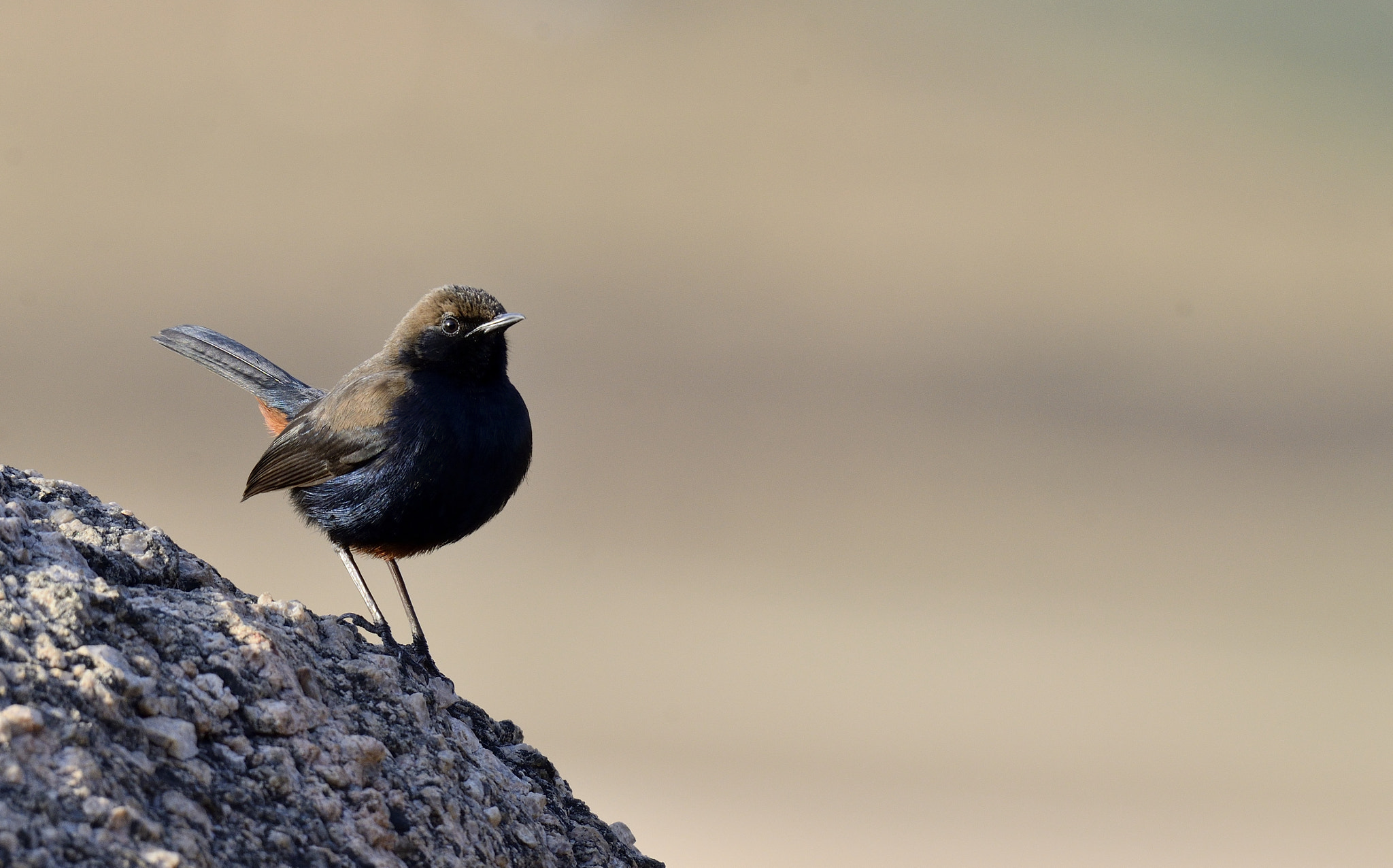Nikon AF-S Nikkor 200-500mm F5.6E ED VR sample photo. Indian robin photography
