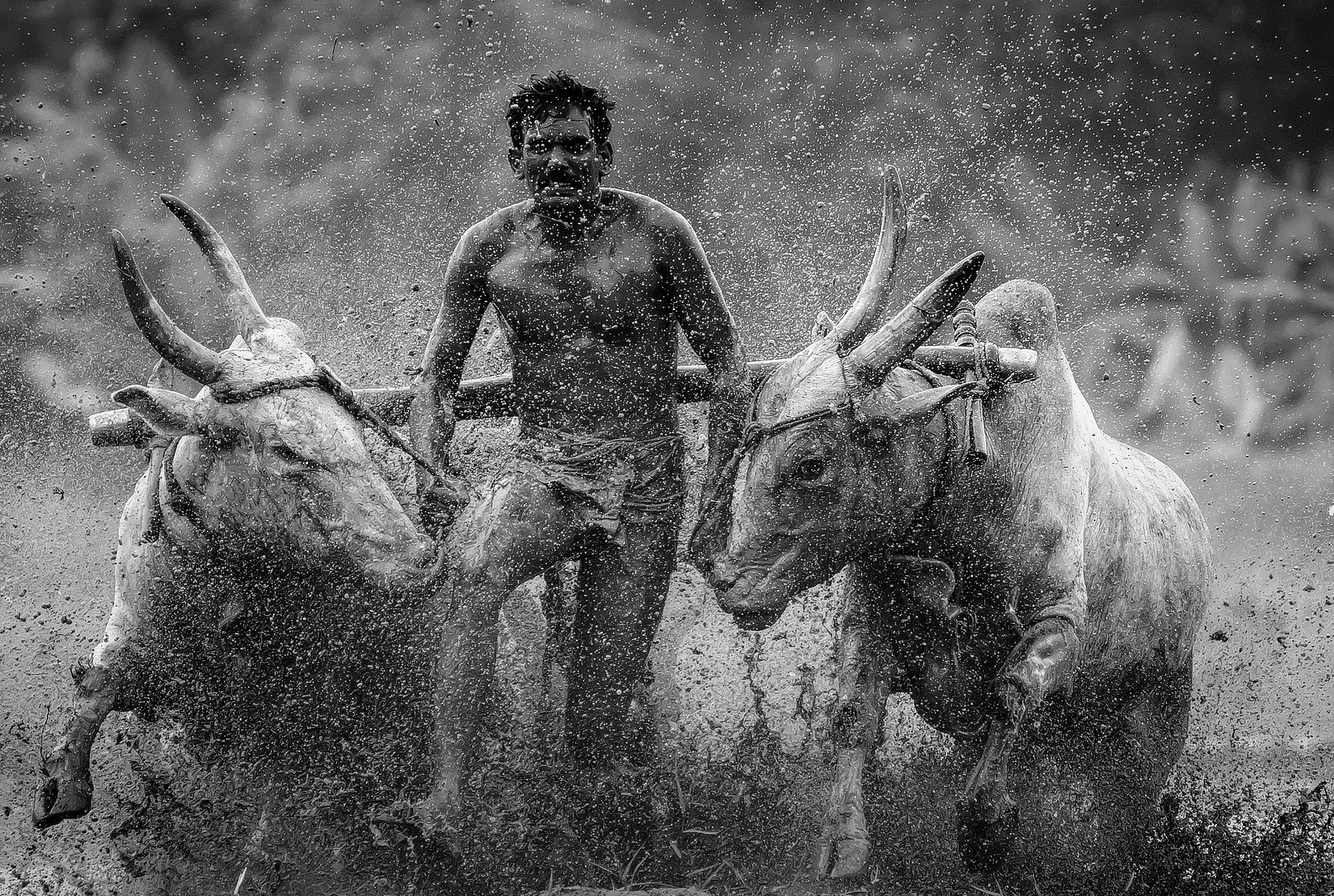 Nikon D810 sample photo. Bull racing photography
