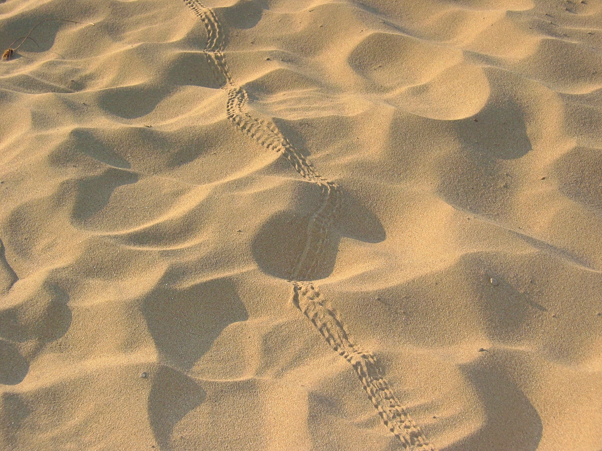 Canon DIGITAL IXUS 400 sample photo. Beach sand track-1 photography