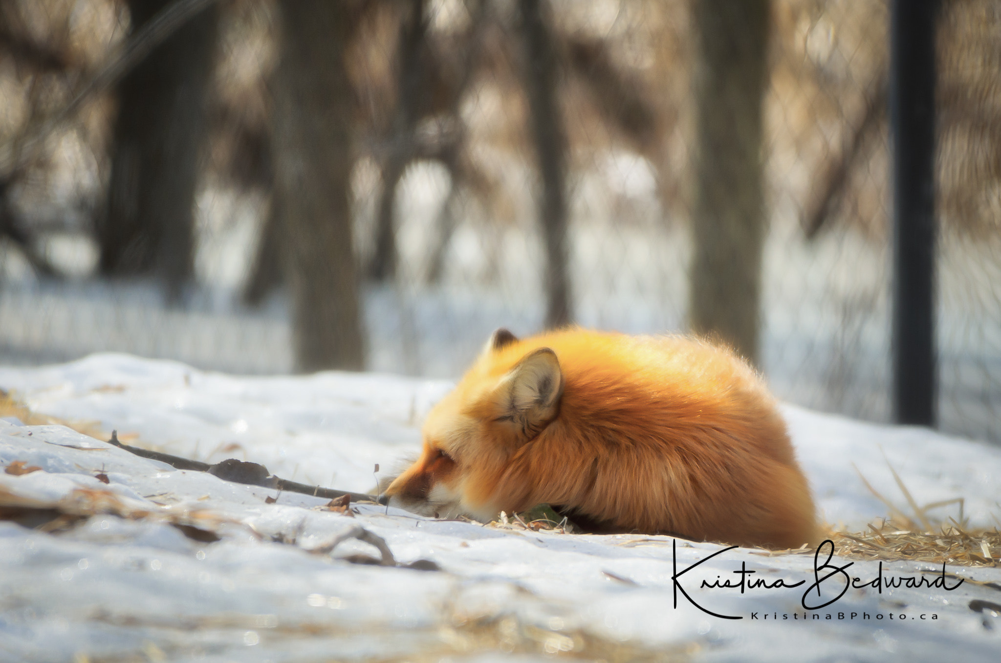 Nikon AF-S Nikkor 200-500mm F5.6E ED VR sample photo. Orange fox photography