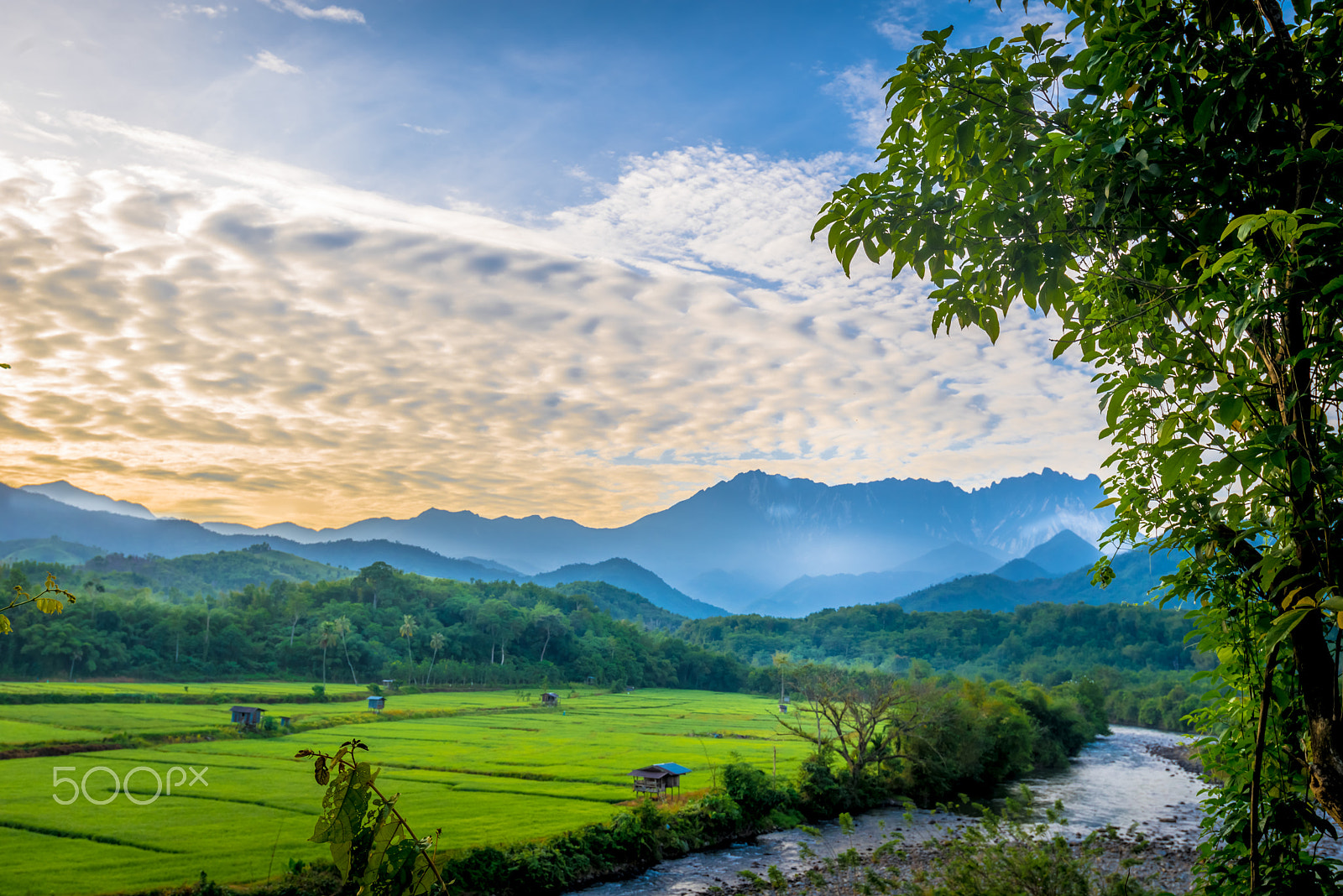 Nikon AF-S Nikkor 18-35mm F3.5-4.5G ED sample photo. Rice fields photography
