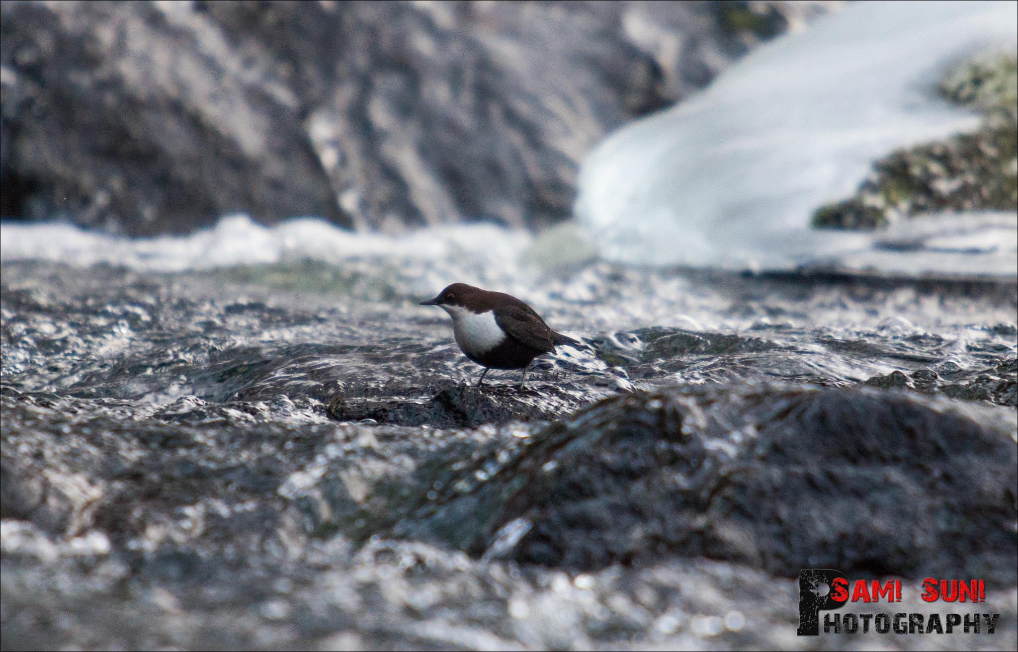 Canon EOS 5D Mark II + Canon EF 70-200mm F2.8L USM sample photo. () photography