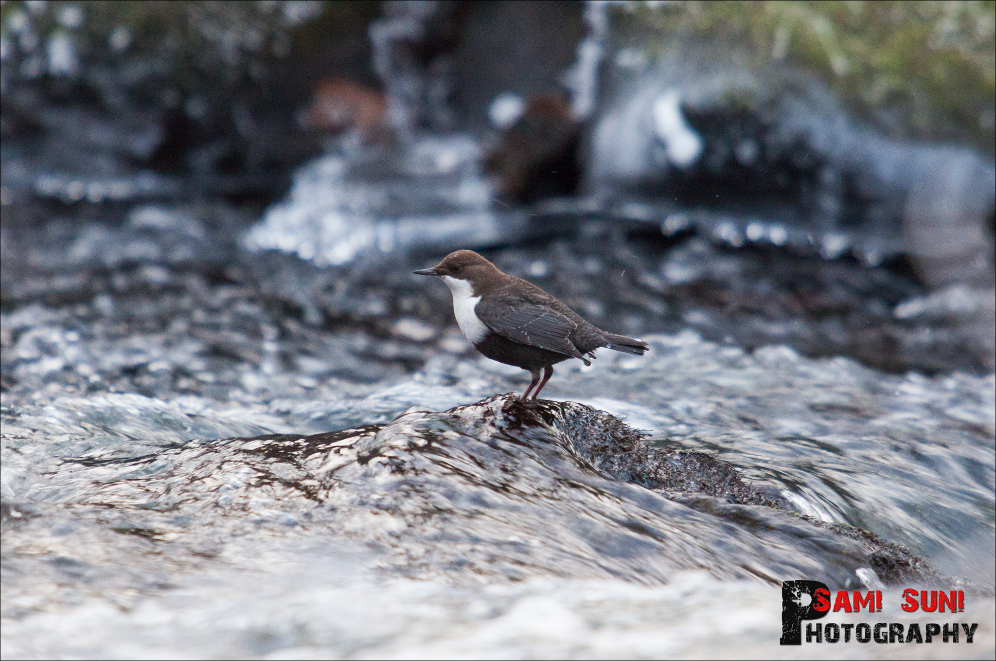 Canon EOS 5D Mark II + Canon EF 70-200mm F2.8L USM sample photo. () photography