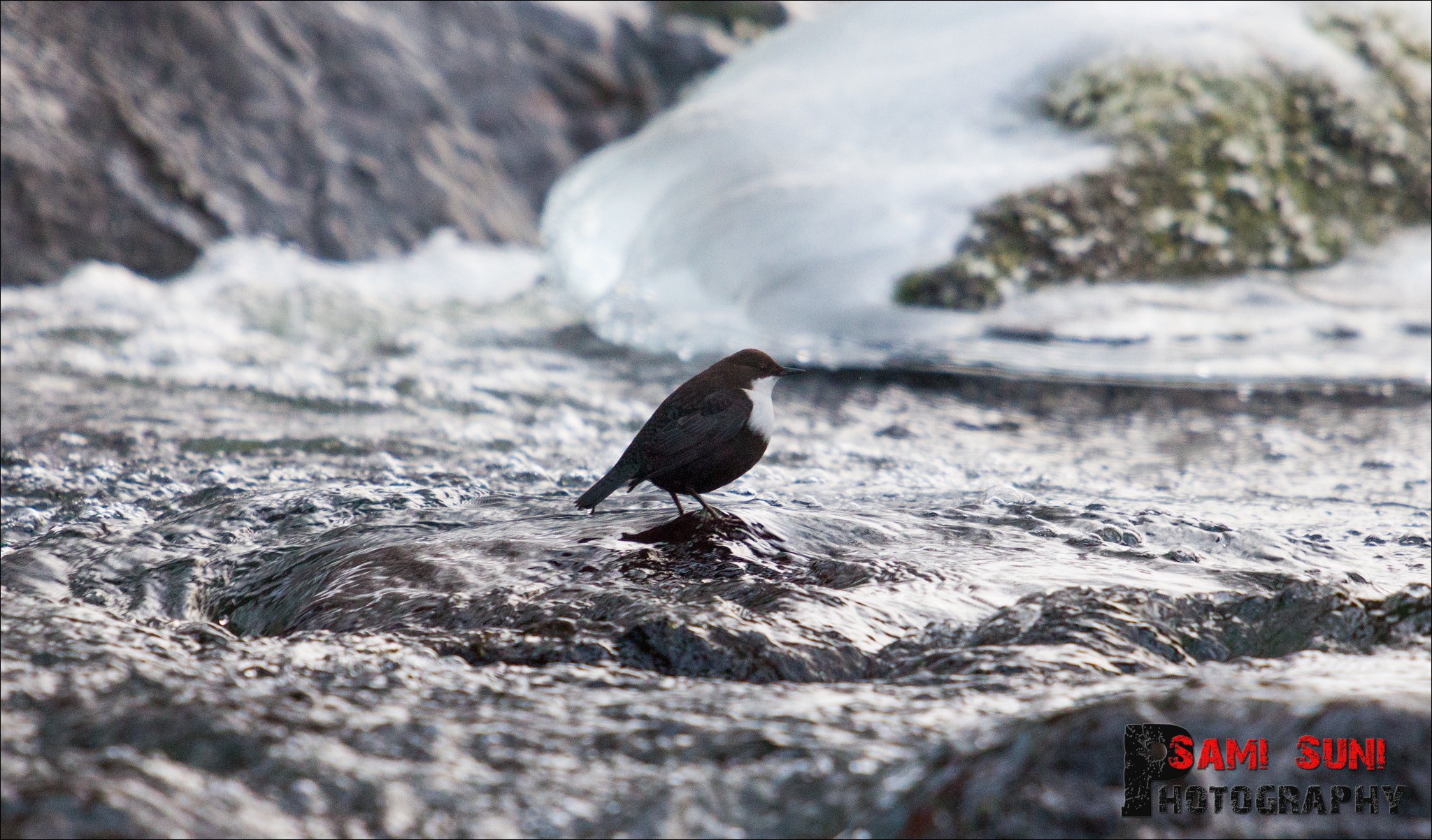 Canon EOS 5D Mark II + Canon EF 70-200mm F2.8L USM sample photo. () photography