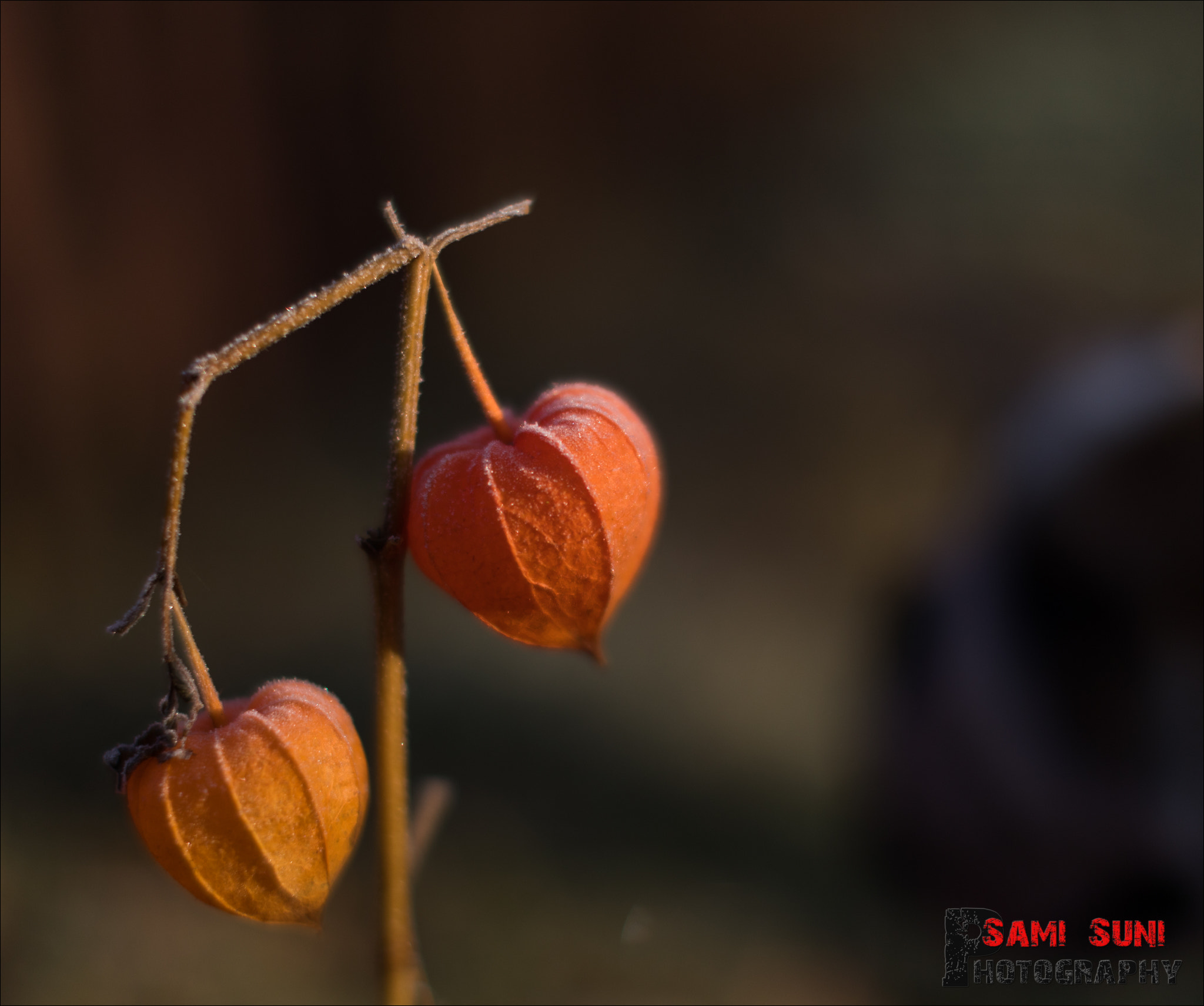Canon EF 50mm F1.2L USM sample photo. Ga photography
